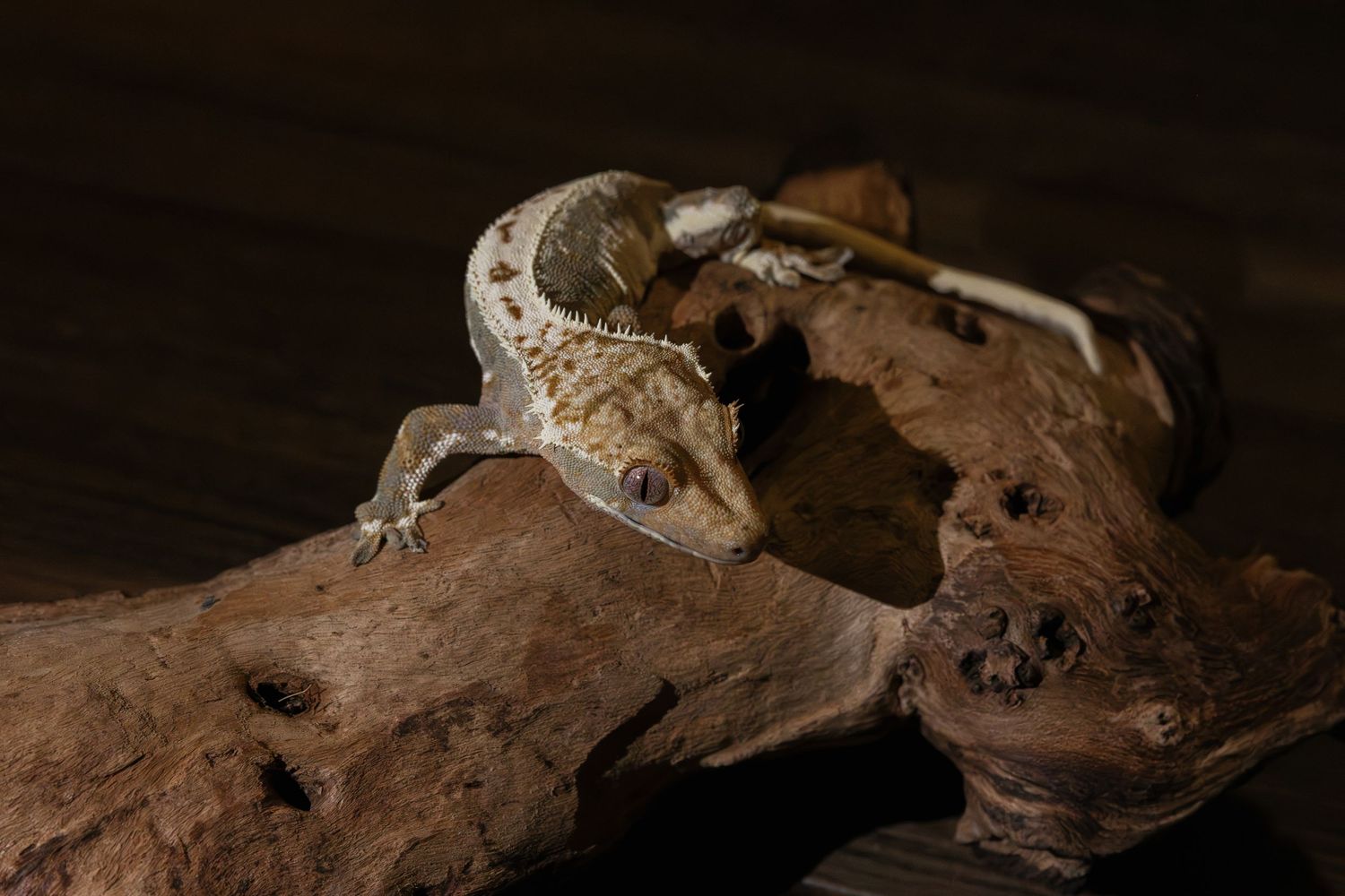 A crested gecko perched on driftwood against a dark background.