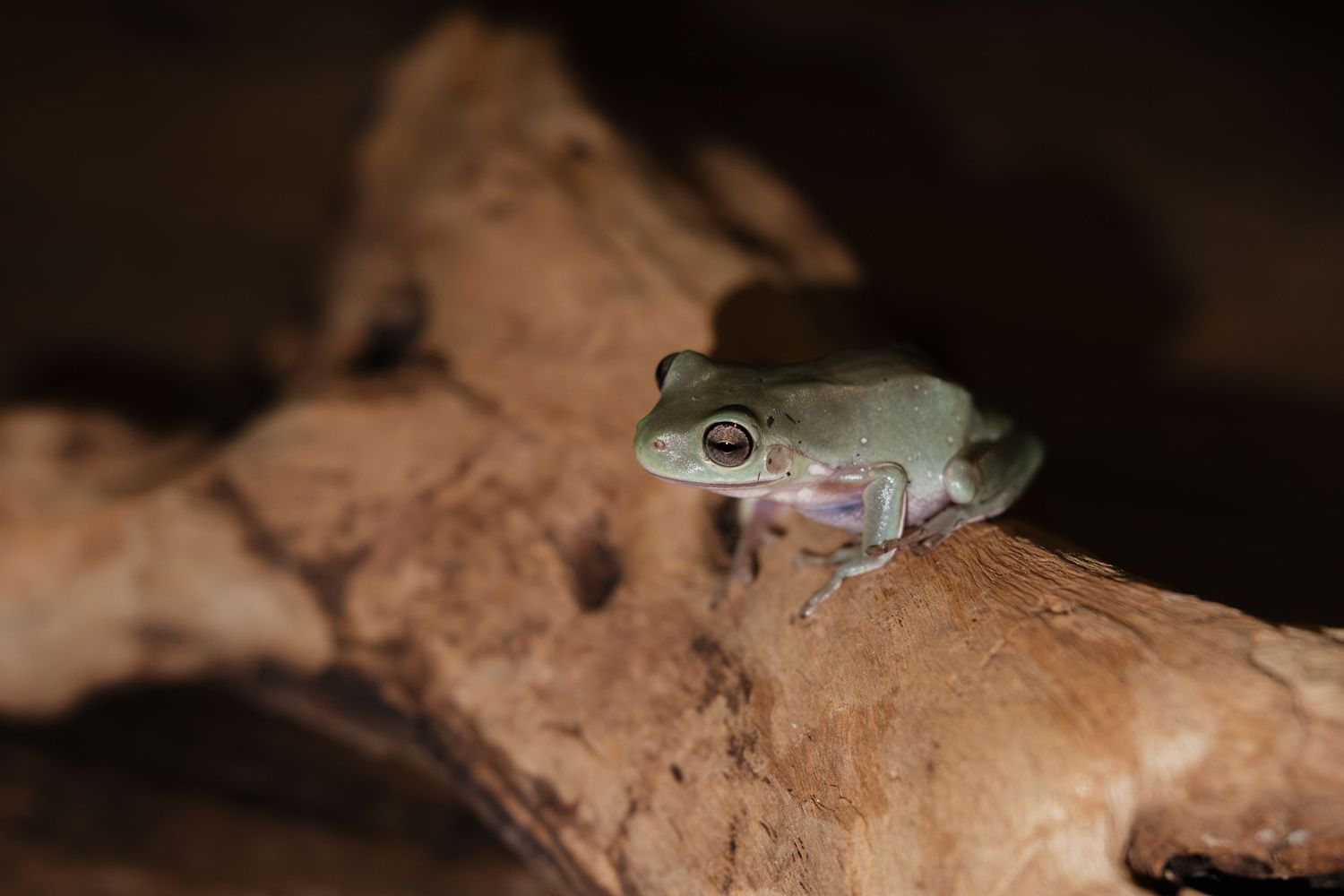 A small green tree frog perched on a brown wooden log in a dark natural habitat.