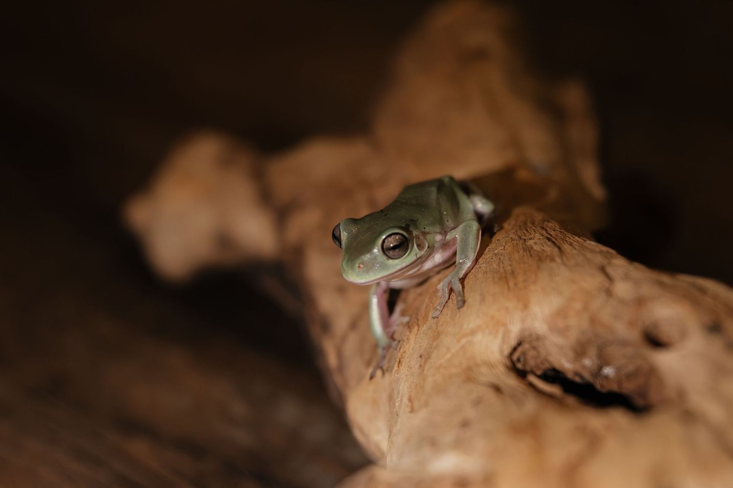 A small green tree frog perches on a piece of brown driftwood with its mouth open in a dark enclosure.