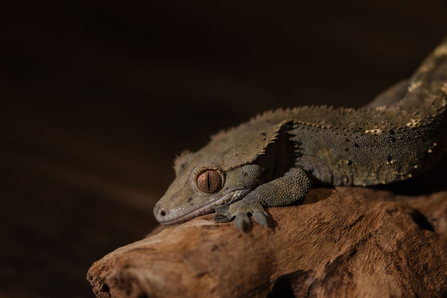 A close-up of a textured gecko resting on driftwood against a dark background.