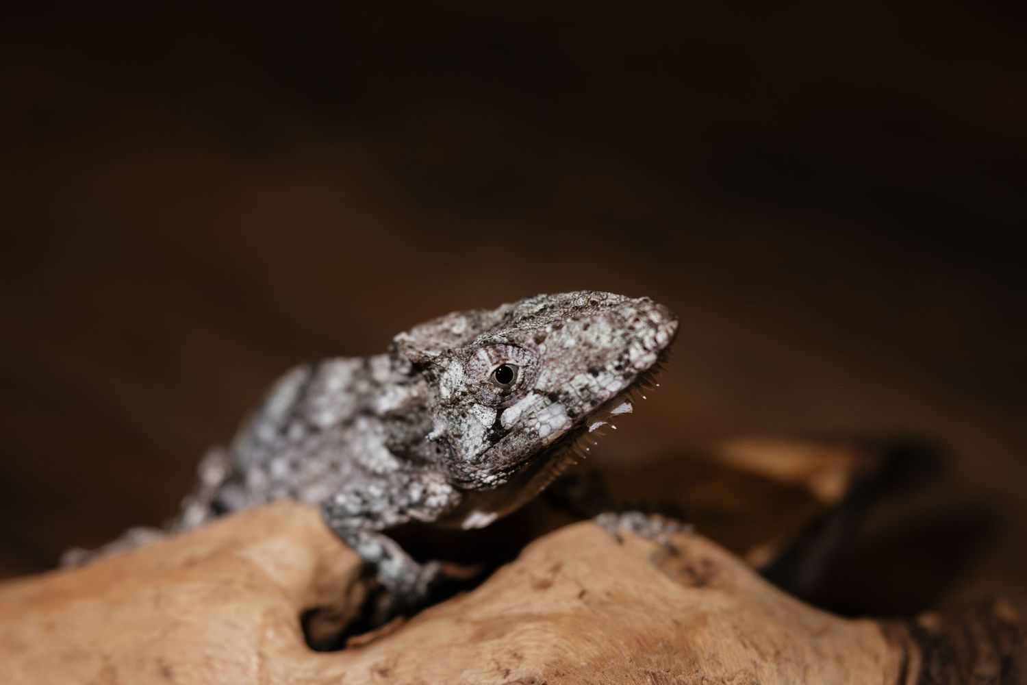 A gray mottled gecko perched on a piece of driftwood against a dark background.