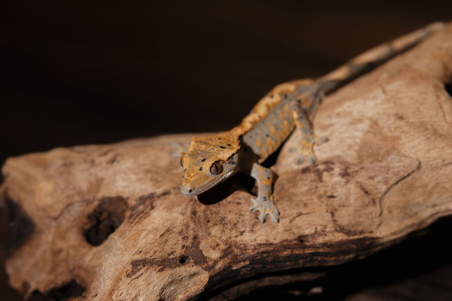 A small gecko with orange and brown markings perches on a rough rocky surface against a dark background.