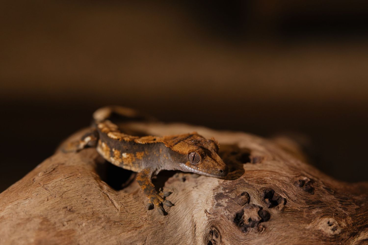 A brown and tan gecko perched on a piece of driftwood against a dark background.
