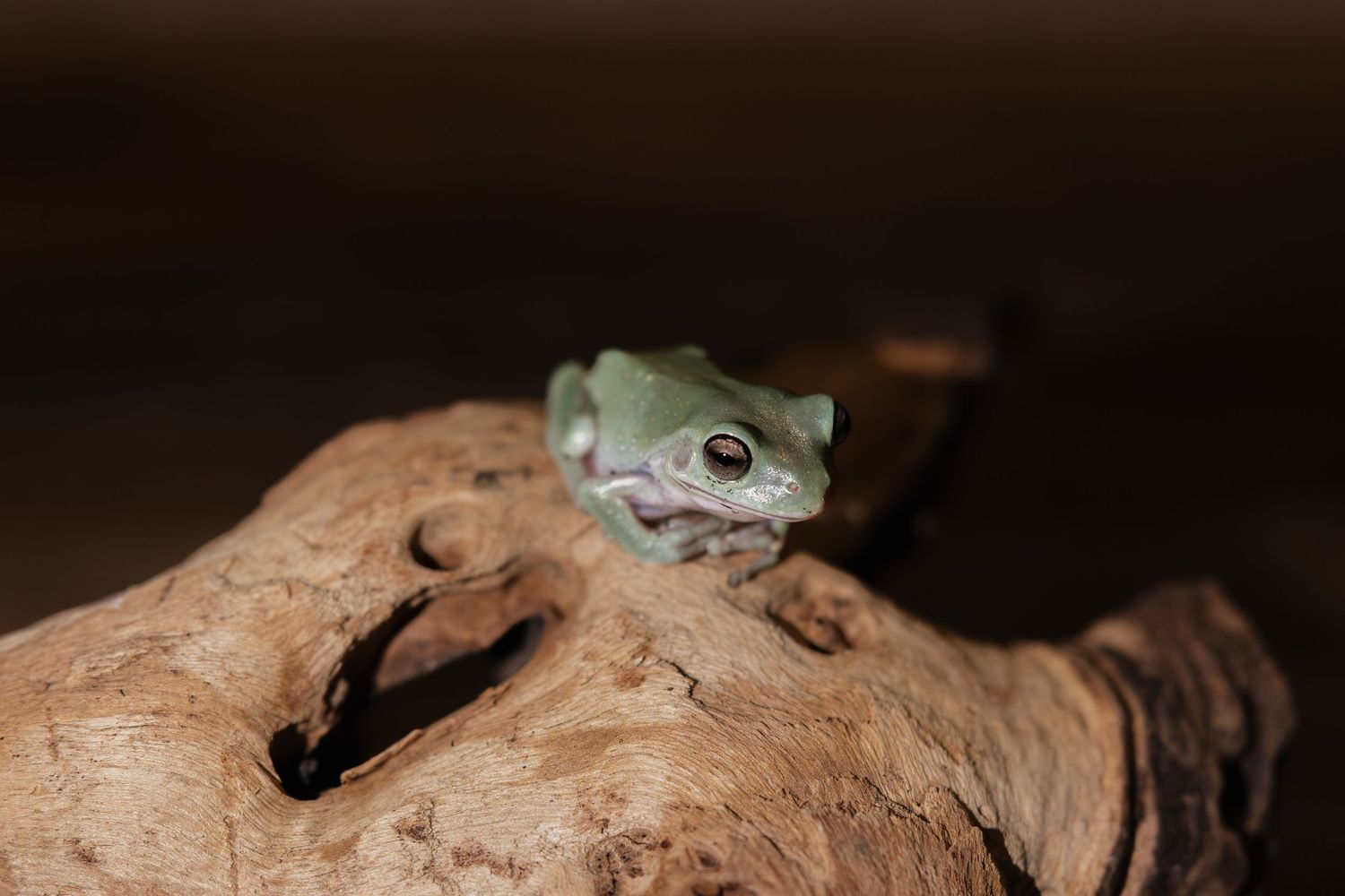 A small green tree frog perched on a textured brown log against a dark background.