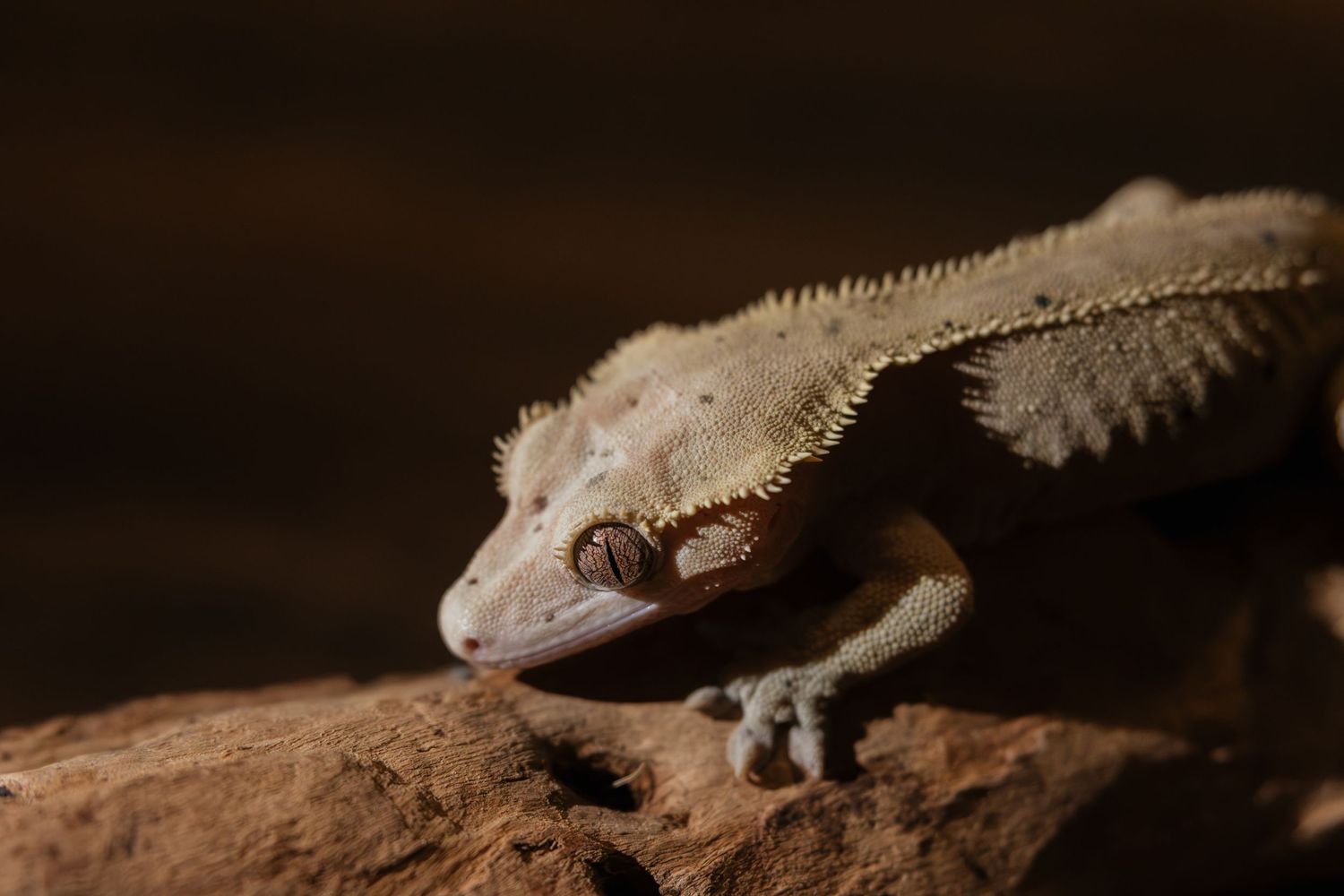 Close-up of a crested gecko perched on a rock, showcasing its textured skin and spiky crest in dim lighting.