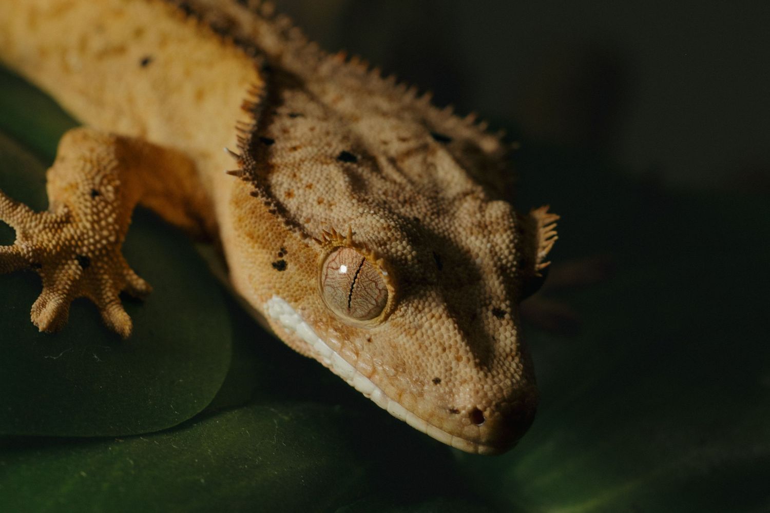 Close-up series of a nocturnal crested gecko with mottled brown and tan coloring on dark background.