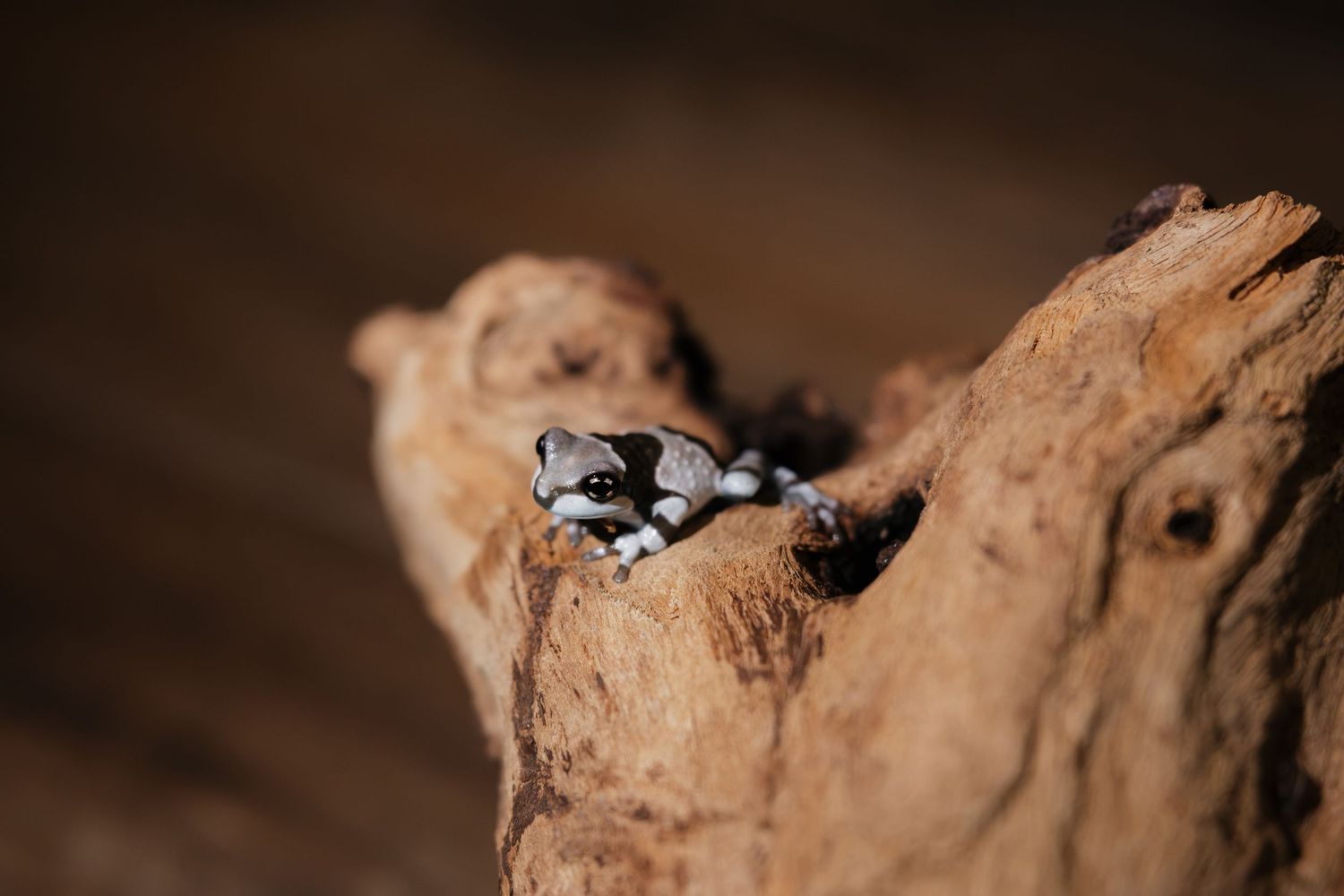A small black and white frog perched on a textured piece of driftwood against a dark brown background.