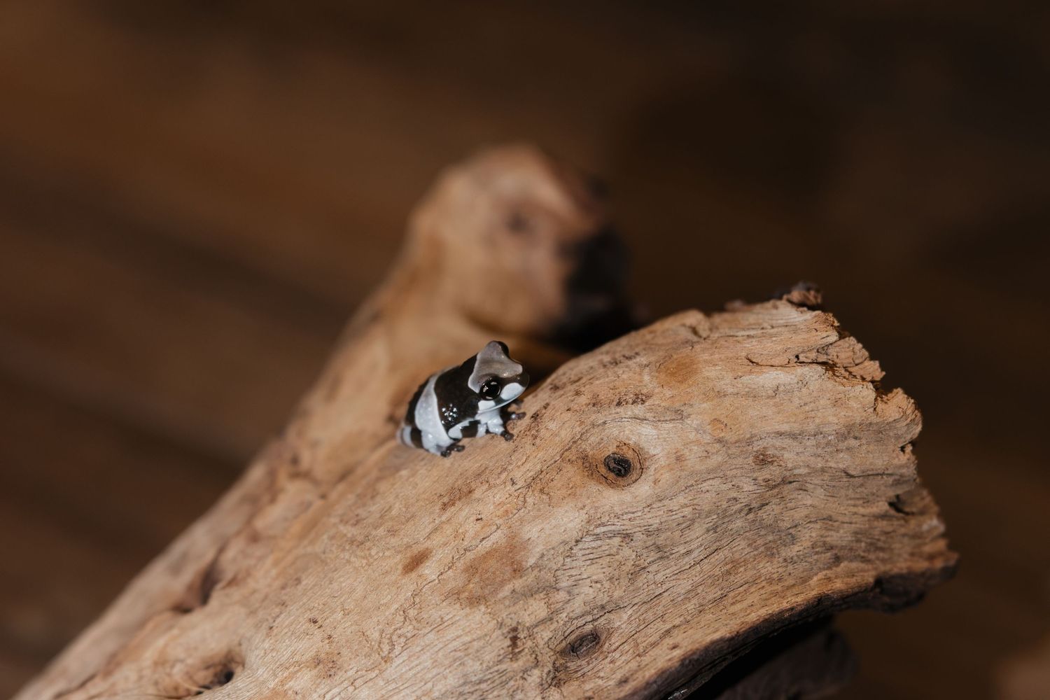 A black and white beetle resting on a piece of weathered driftwood with a blurred brown background.