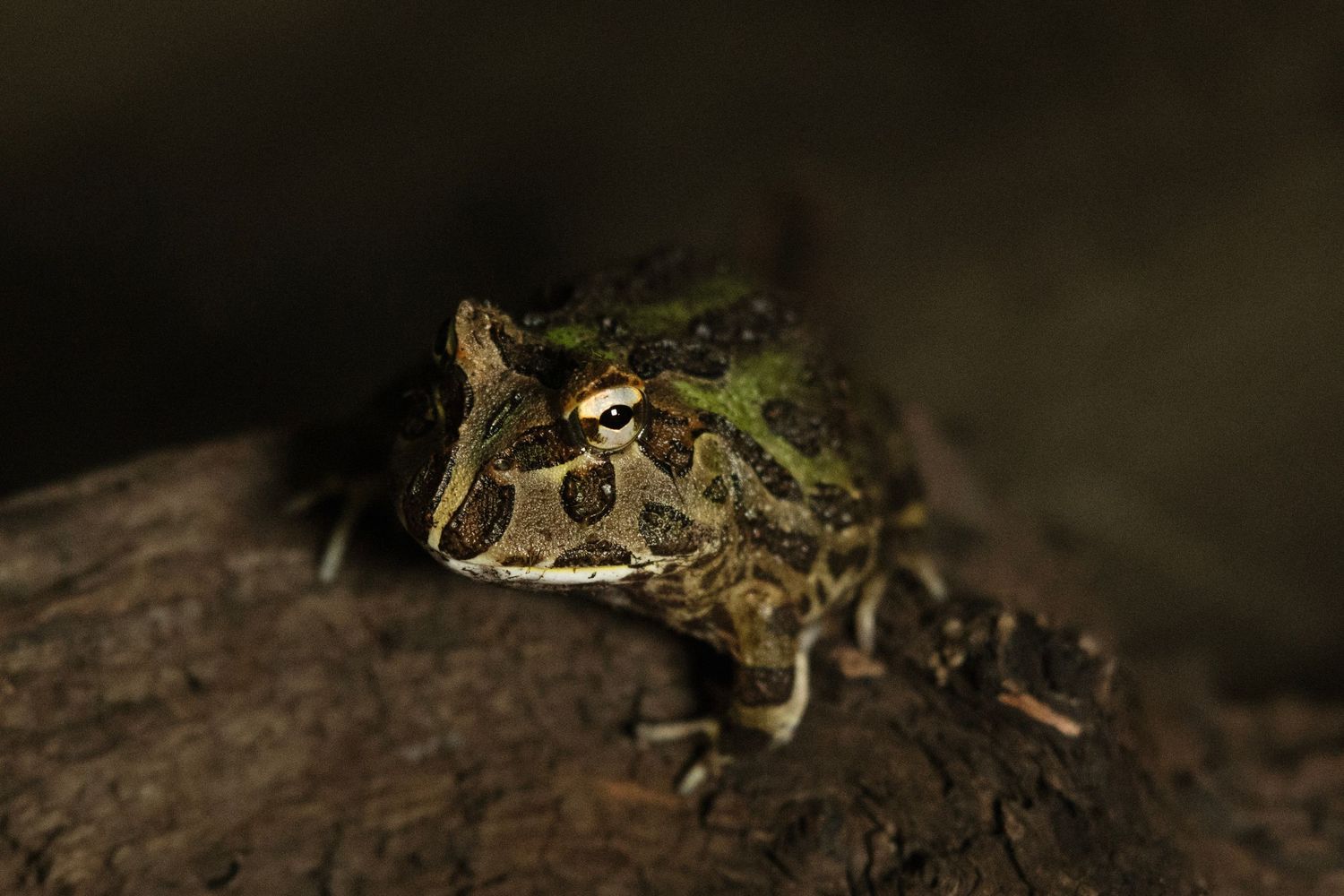 A close-up macro photograph of a small tree frog perched on dark bark in natural lighting.
