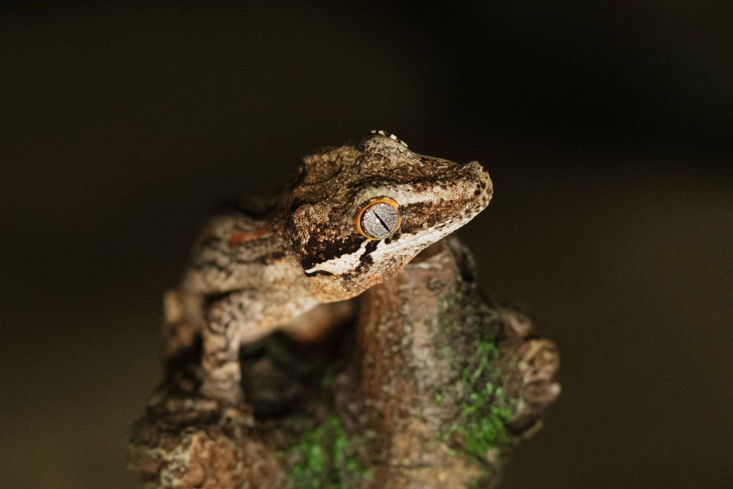 A small brown speckled frog with textured skin perches on a branch against a dark background.