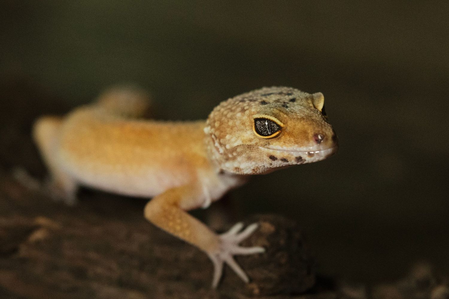 A close-up view of a tan-colored gecko with large eyes and spotted pattern on a dark background.