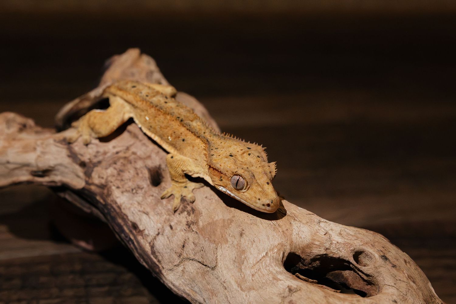 A crested gecko perched on driftwood against a dark background.
