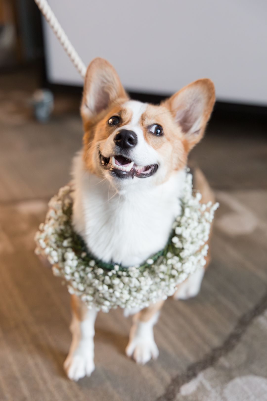 A smiling Corgi dog wearing a baby's breath flower collar stands on hardwood flooring.