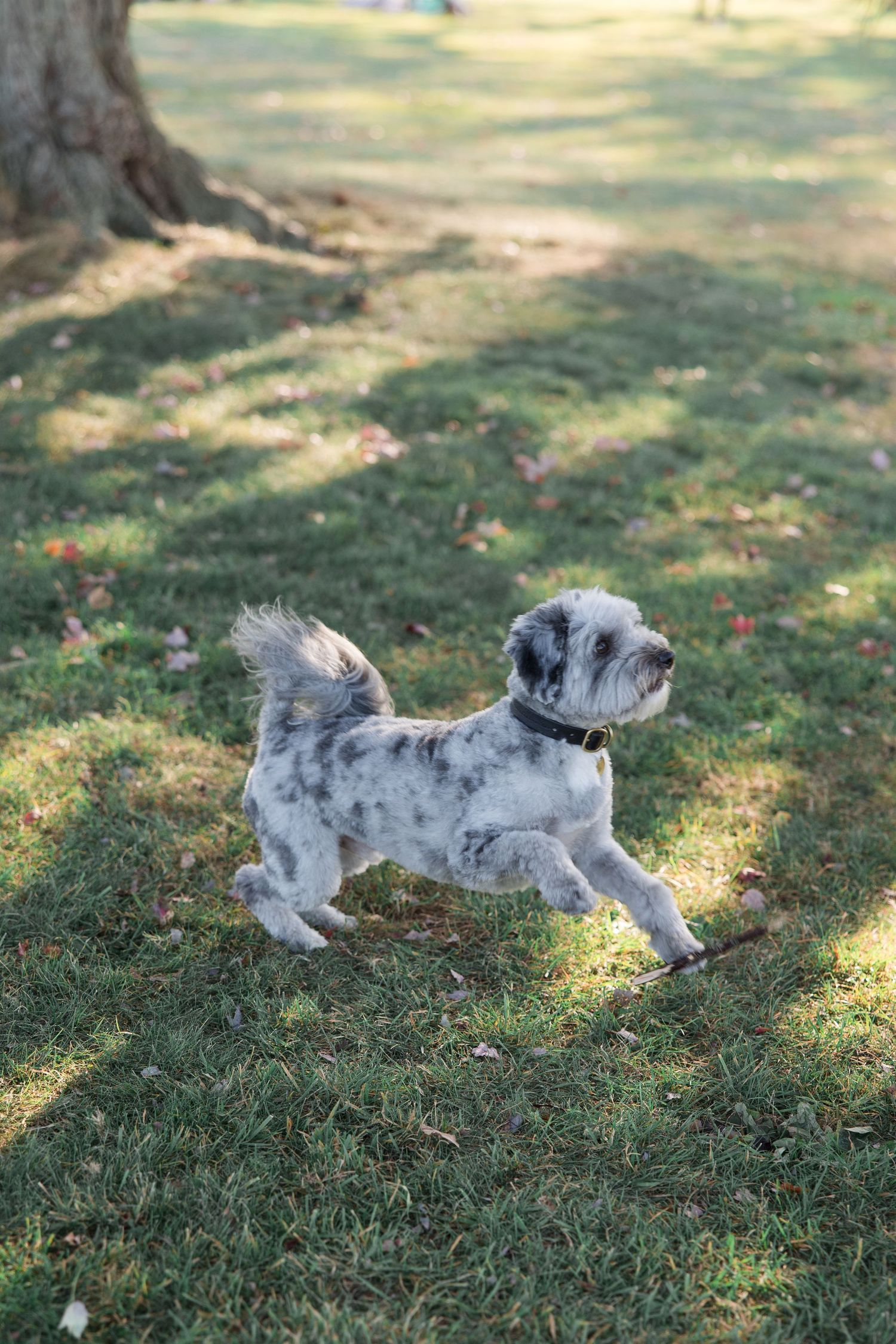 Small grey and white dog playing energetically on sunny grass lawn.