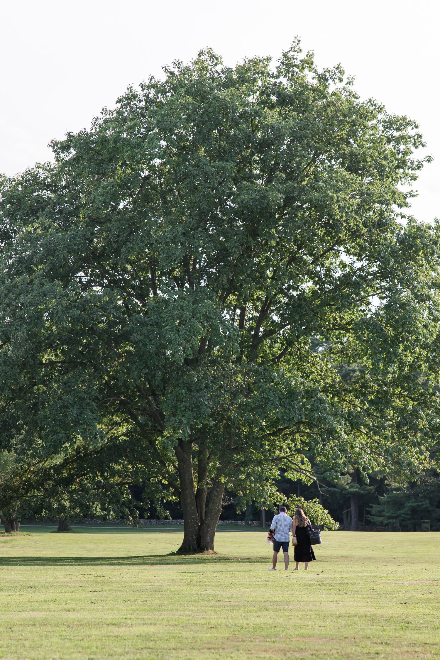 Two people walking beneath a large oak tree in a serene park setting.