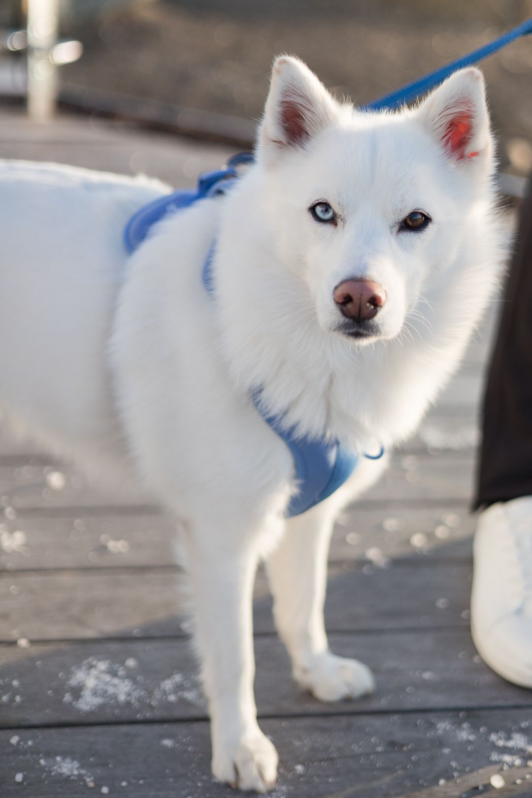 A beautiful white Husky dog wearing a blue harness poses outdoors.