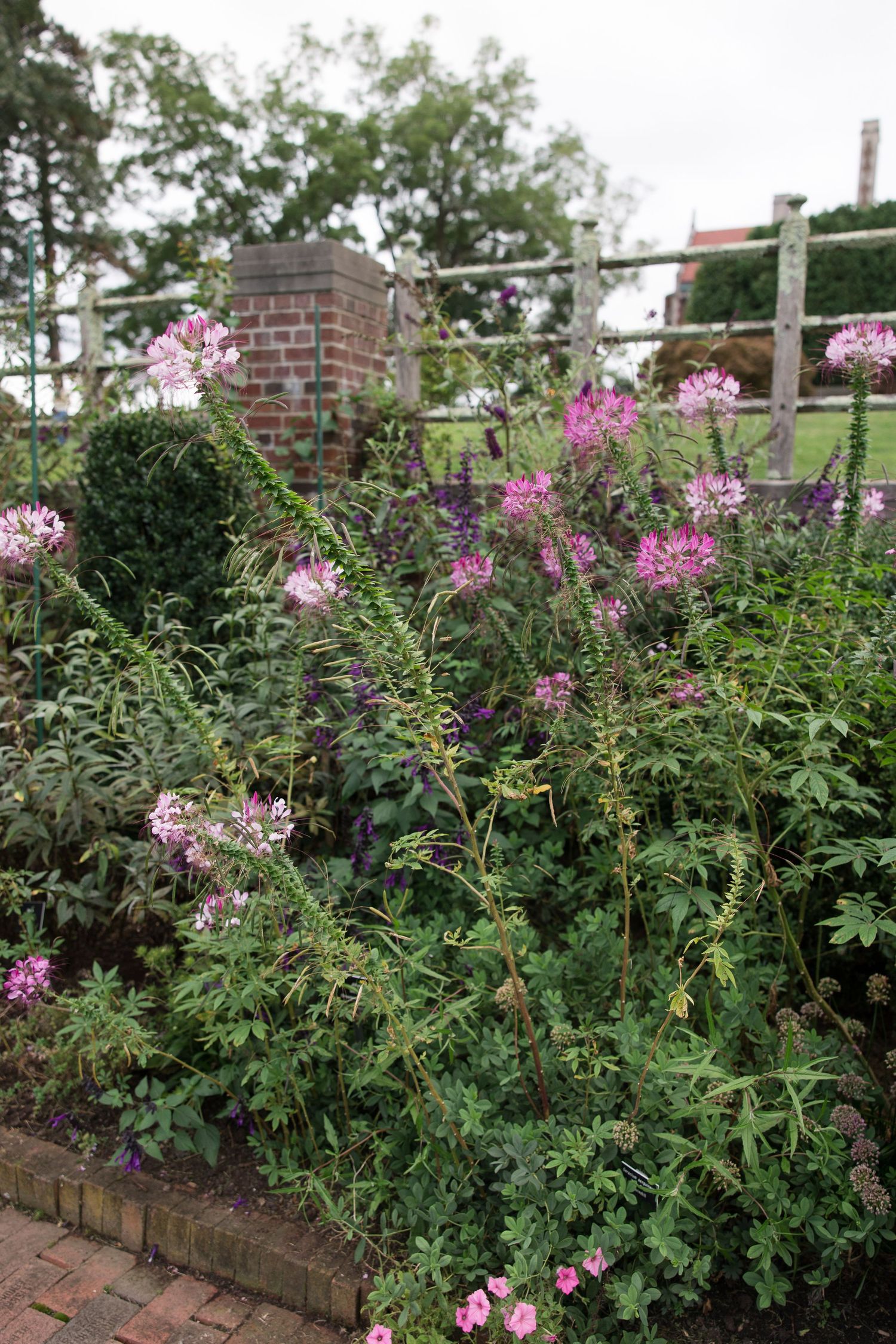 Pink flowering plants bloom in a brick-bordered garden bed.