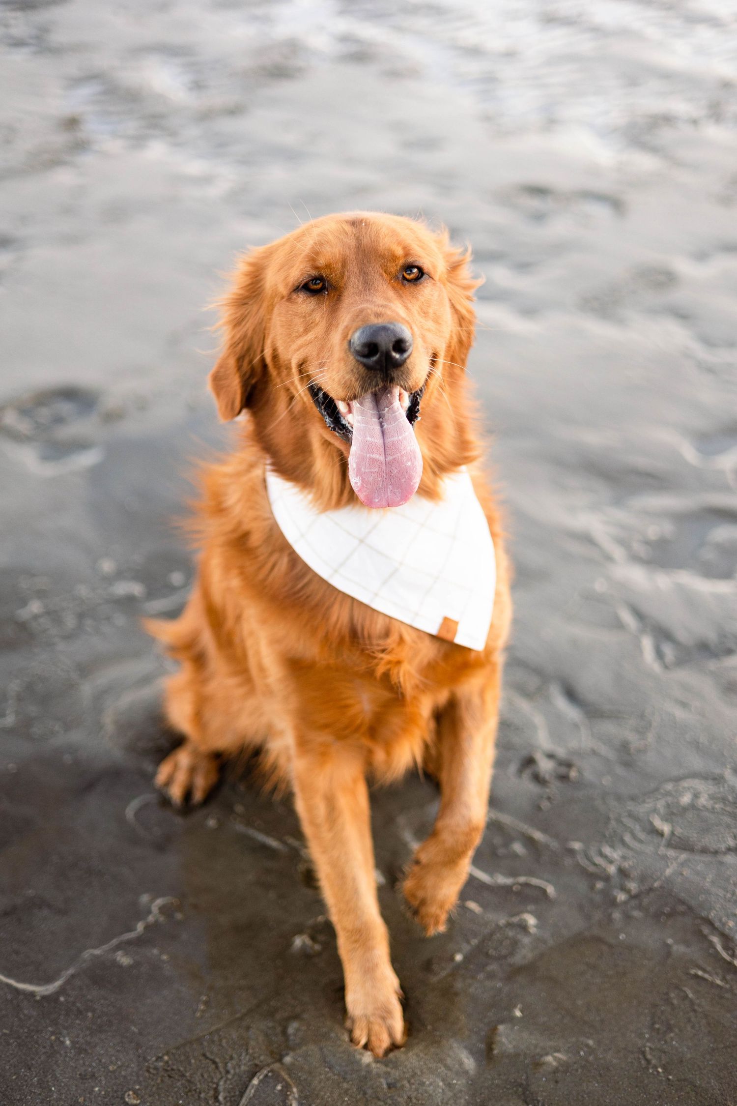 Golden retriever wearing white bandana sits on dark ground with tongue out.