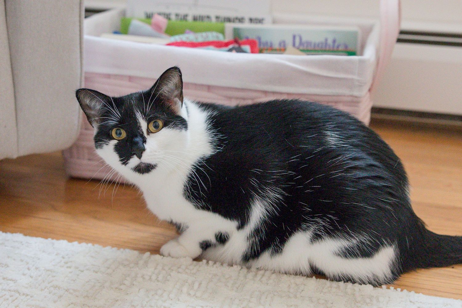 A black and white cat with striking markings sits on a light carpet near furniture in a home interior.