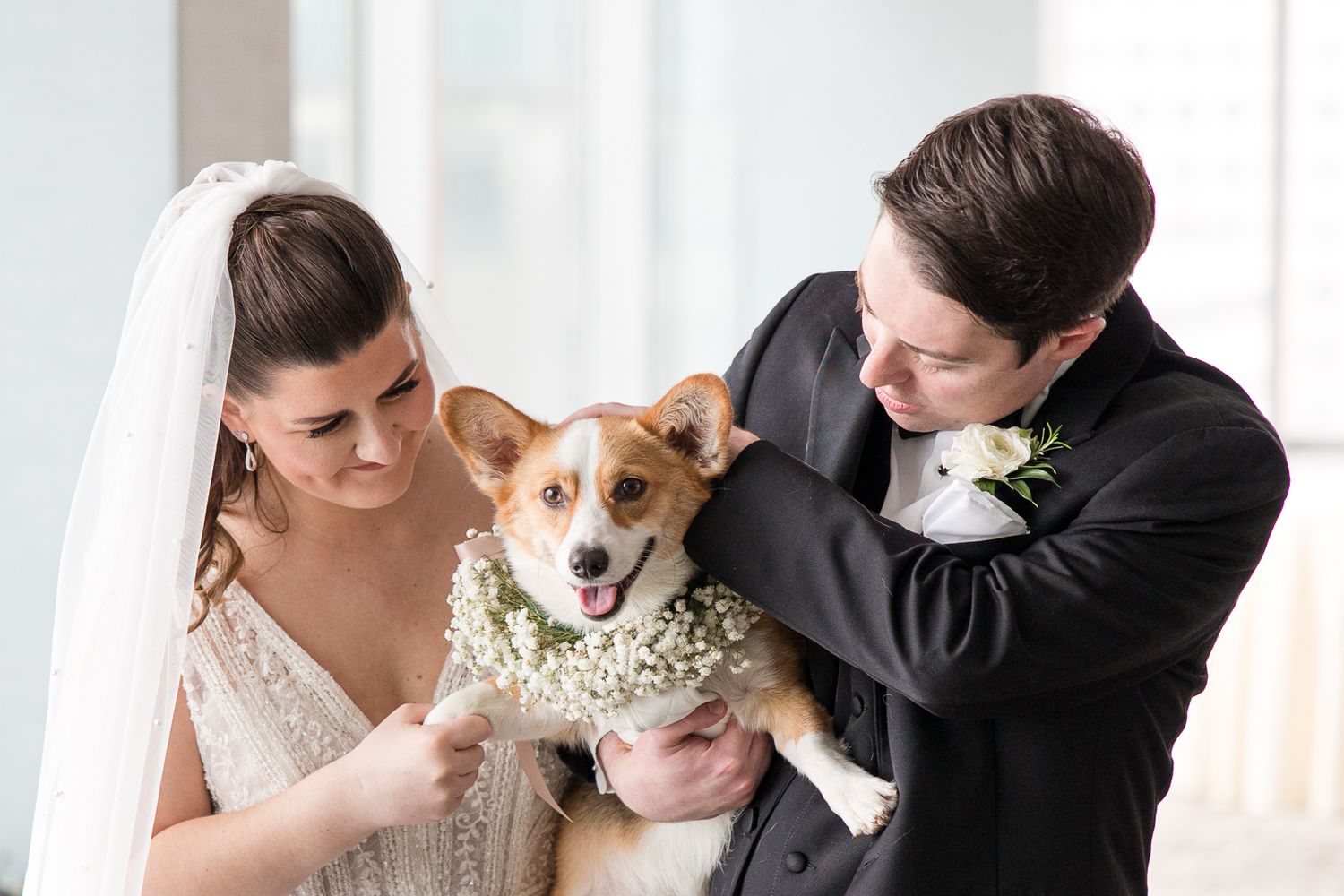 A couple shares a moment with their happy Corgi dog during wedding photos.