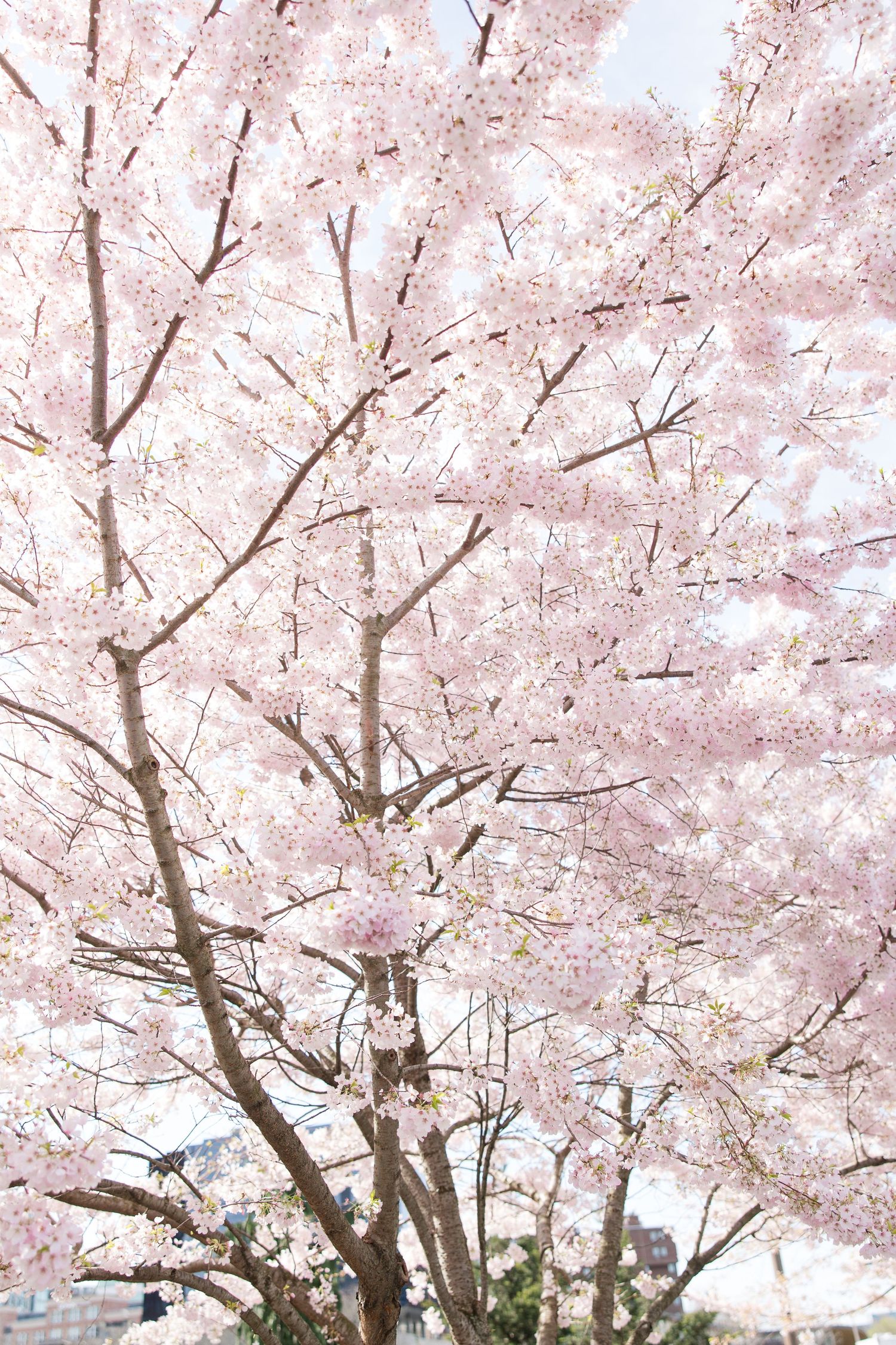 Majestic cherry blossom tree in full bloom with dense pink flowers covering branches.