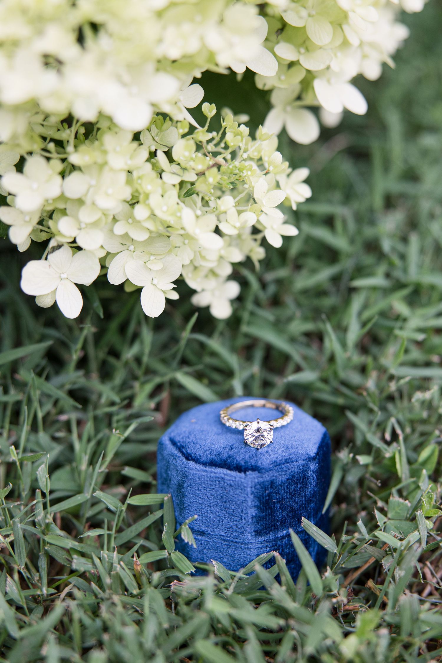 Diamond engagement ring in blue velvet box sits among white hydrangea flowers.