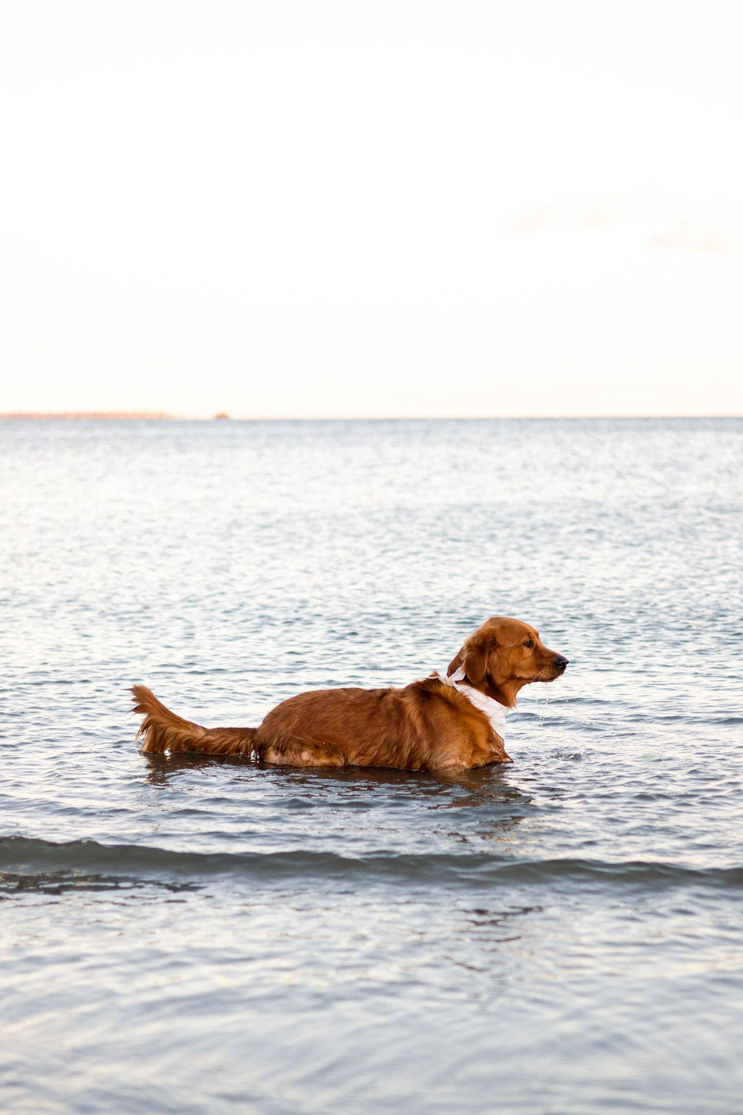 Golden retriever swims gracefully in calm ocean water during daytime.