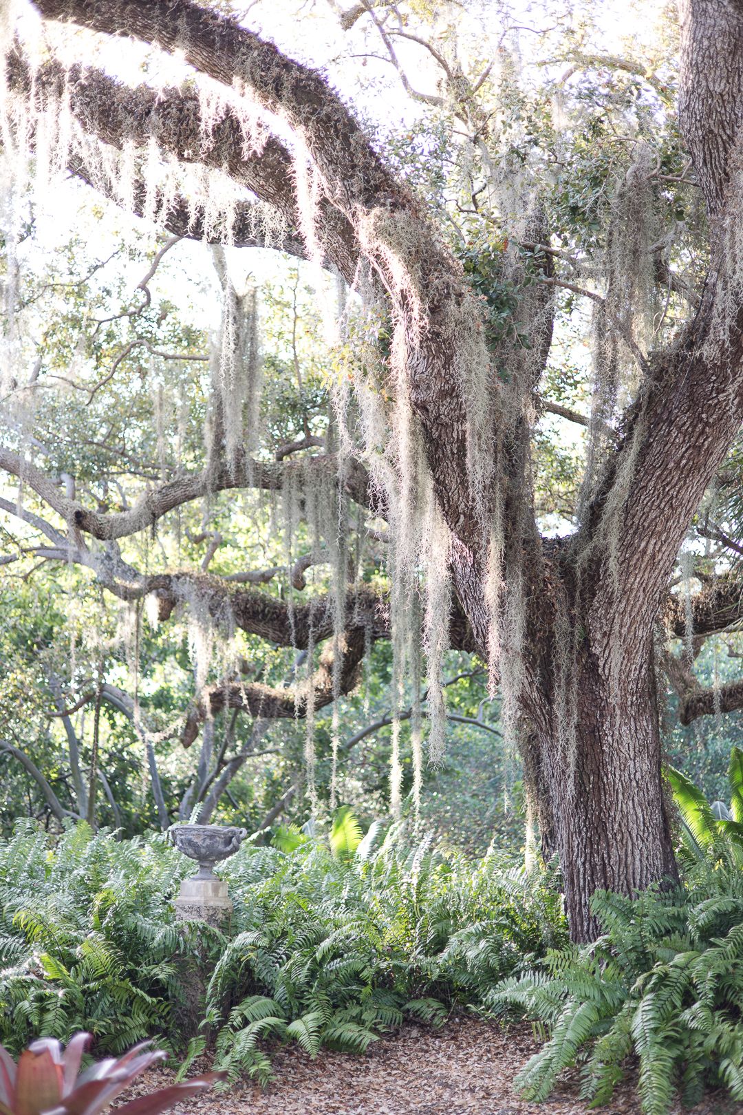 Spanish moss drapes dramatically from large oak tree branches in a lush garden setting.