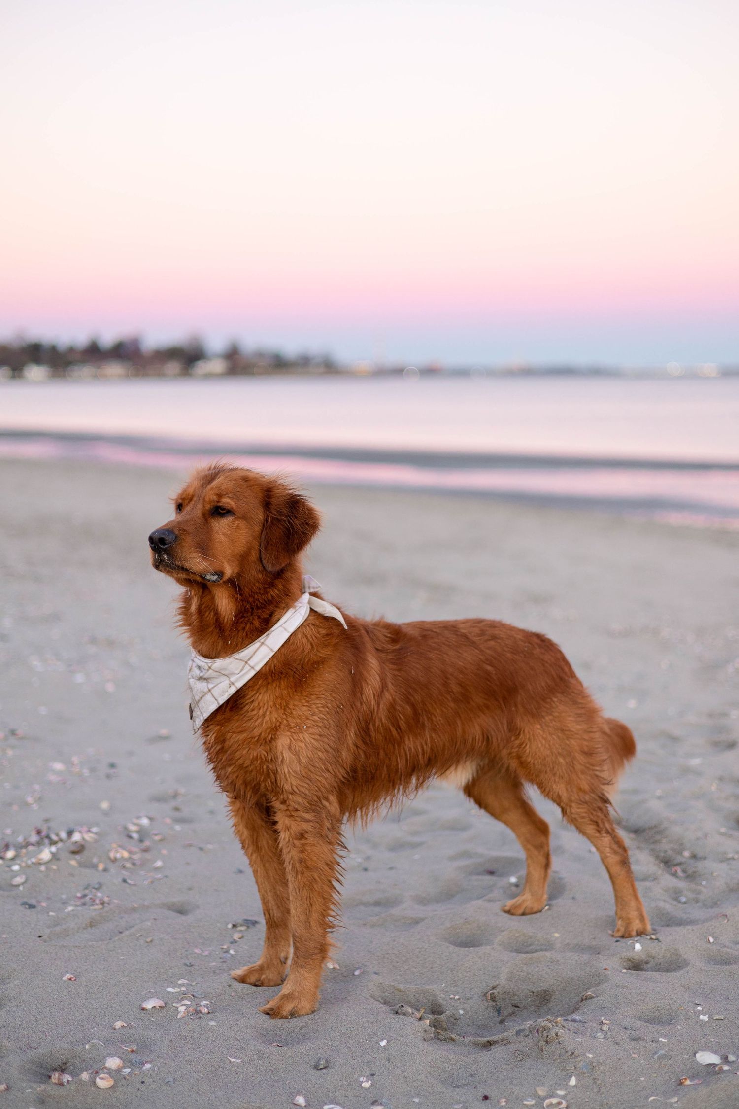 Golden retriever stands proudly on beach sand during sunset wearing white bandana.