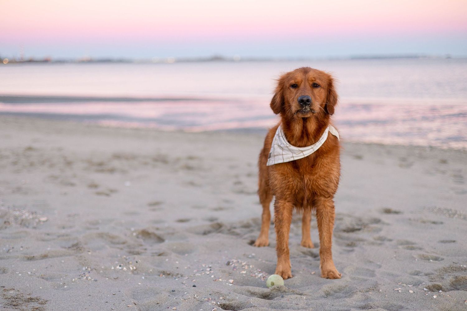 Golden retriever wearing bandana stands on beach during pink sunset.