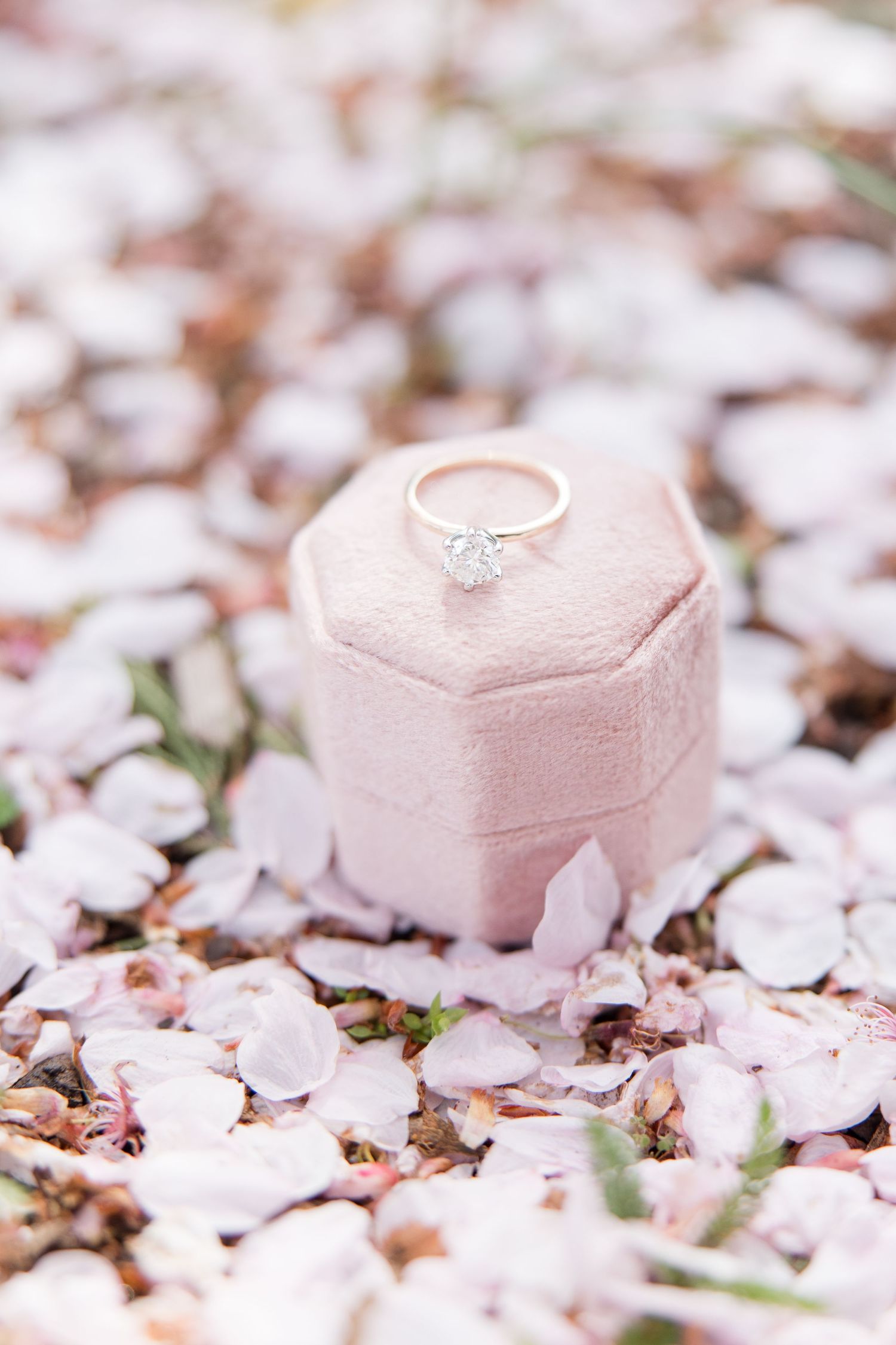 Delicate engagement ring displayed on pink velvet box surrounded by cherry blossom petals.