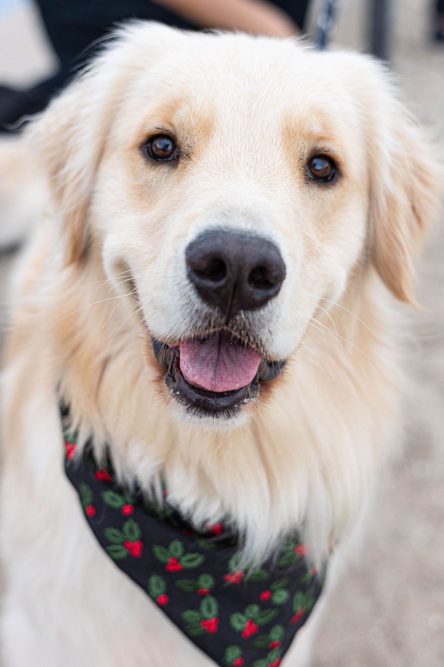Close-up portrait of smiling Golden Retriever wearing festive holiday bandana.