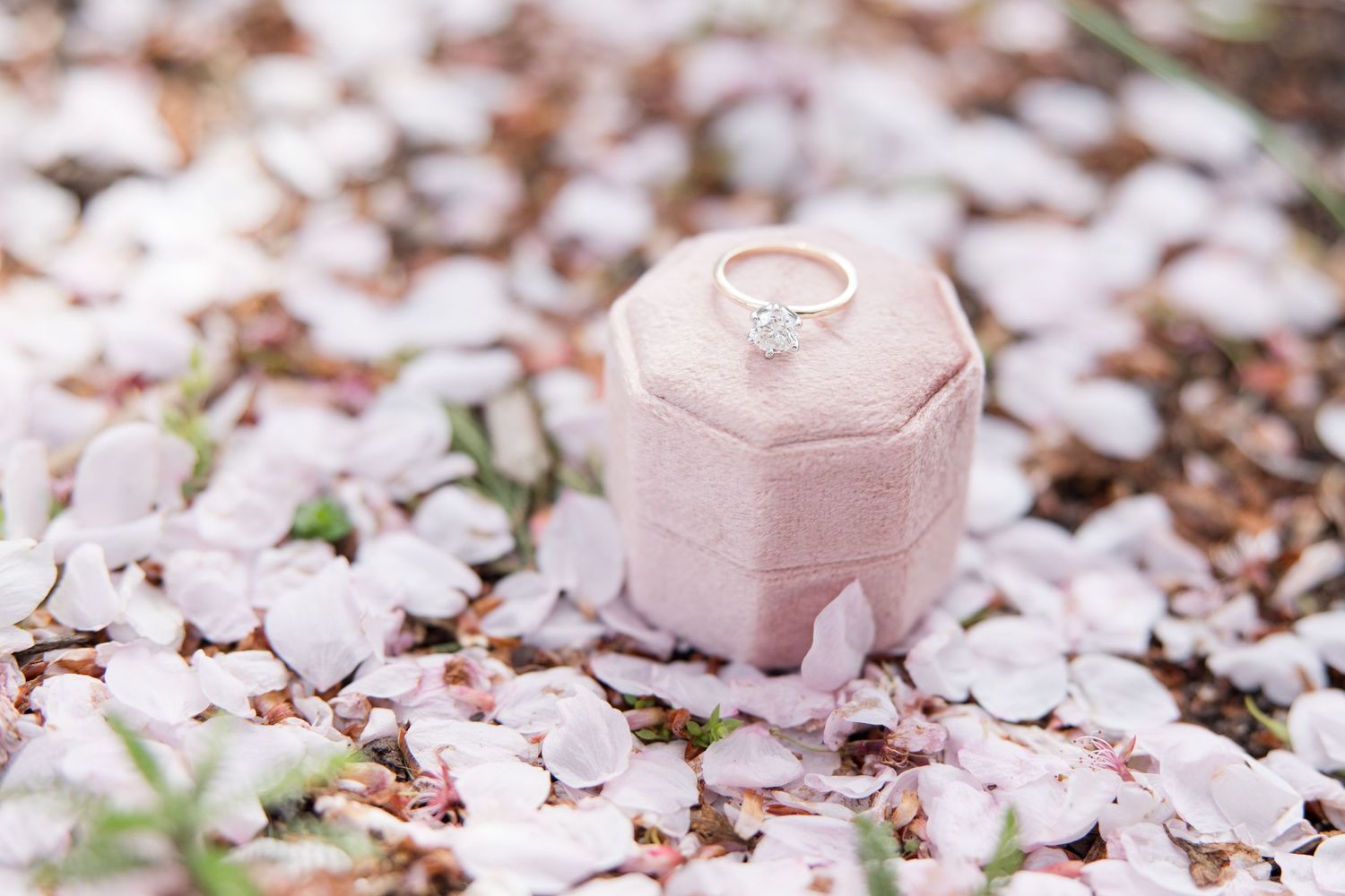 Pink engagement ring box surrounded by scattered cherry blossom petals on ground.