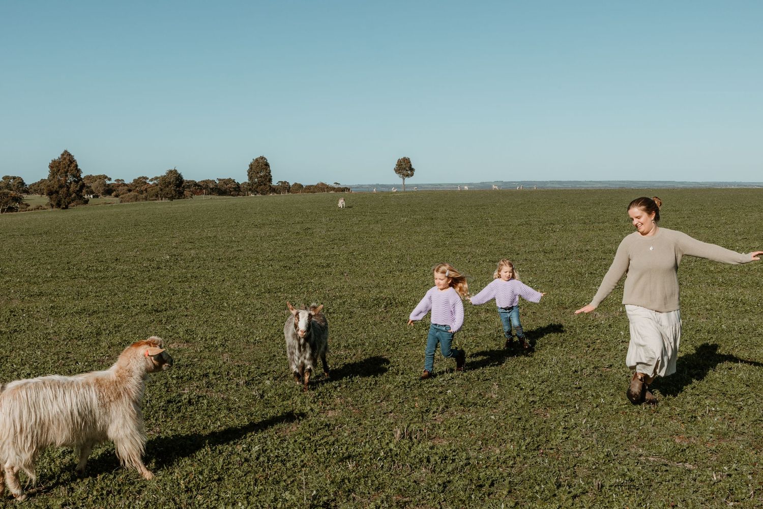 Running and playing together in an open field with a fluffy goat.