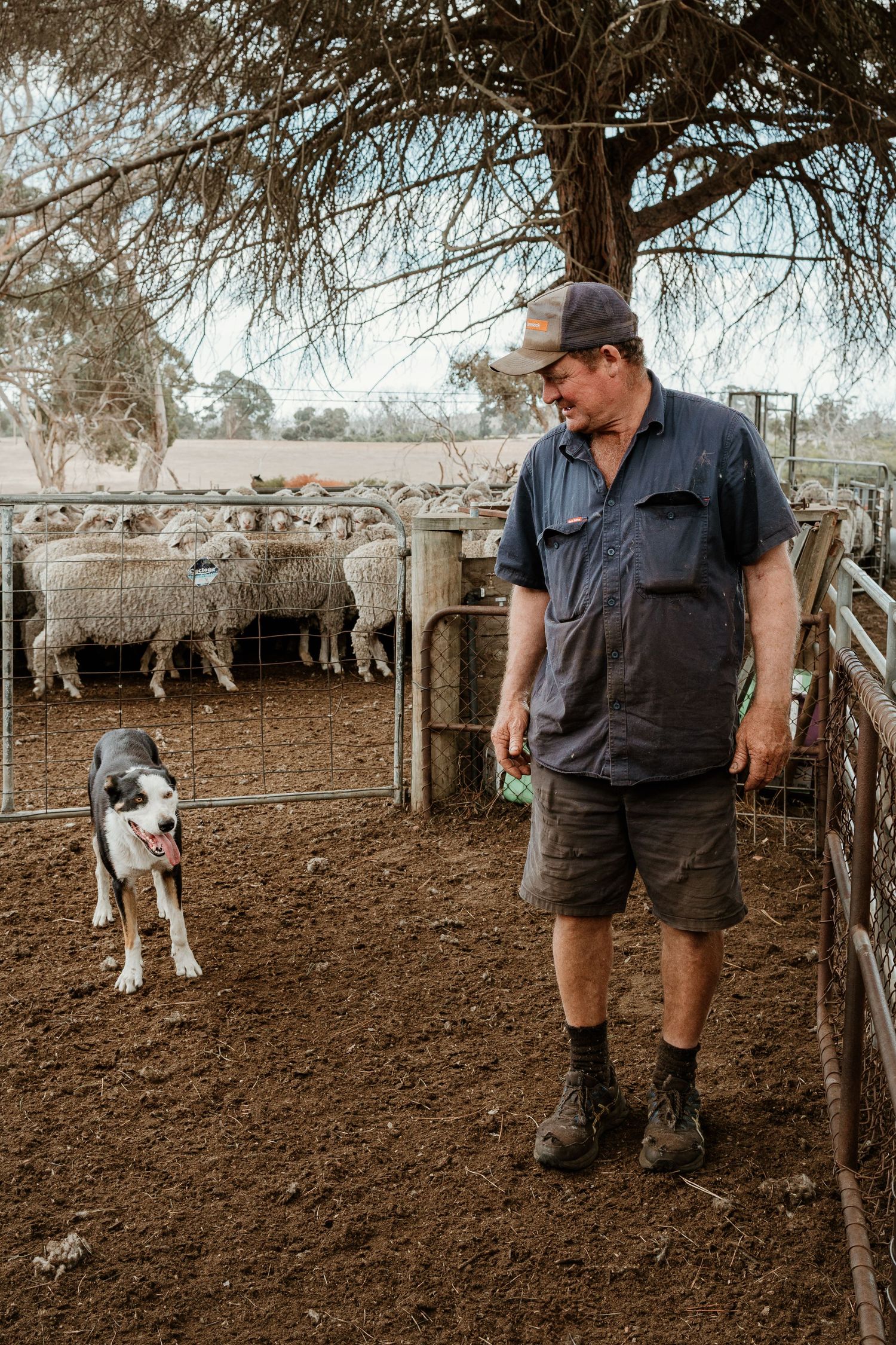 A farmer with his working dog inspecting a flock of sheep in a dusty paddock.