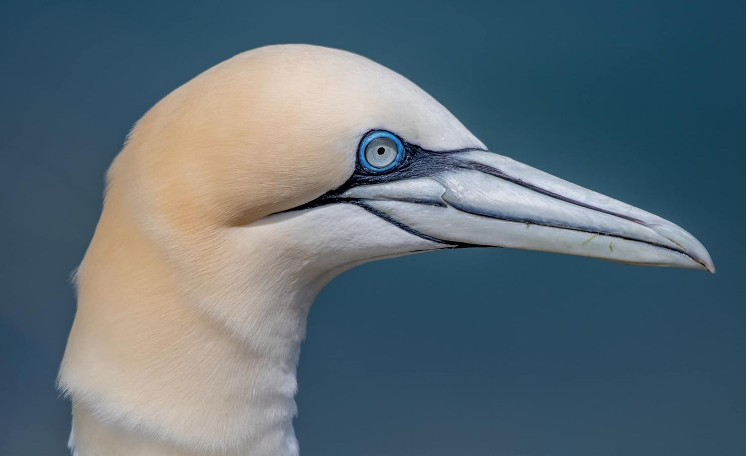Beautiful Gannet