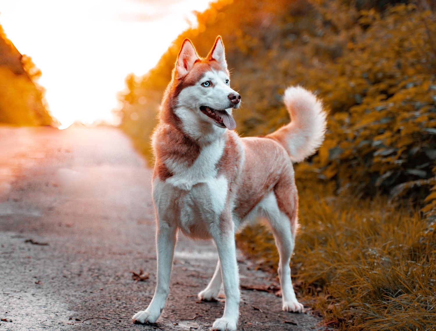 My beautiful Husky Blue (she is a girl-promise)