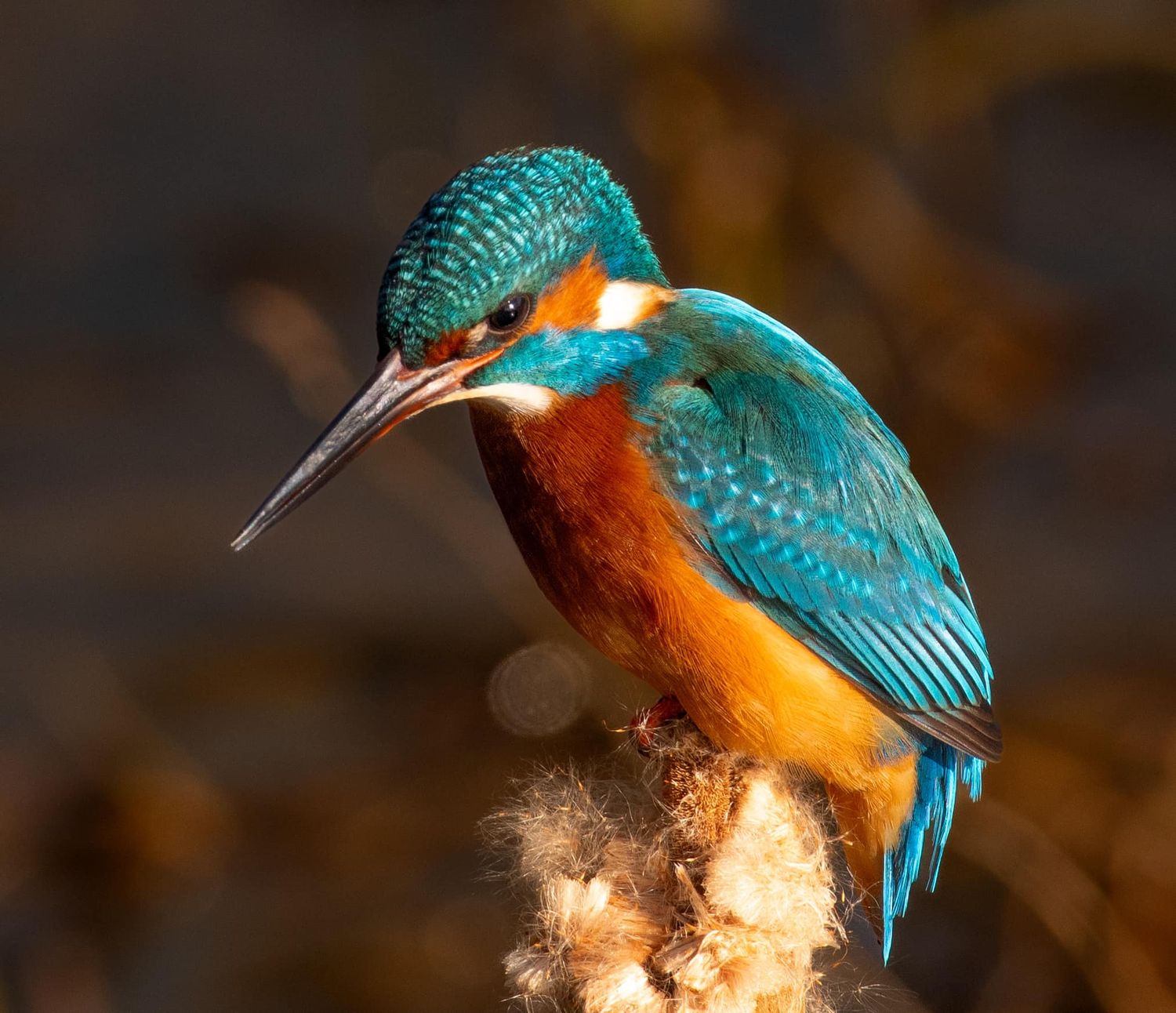 A kingfisher