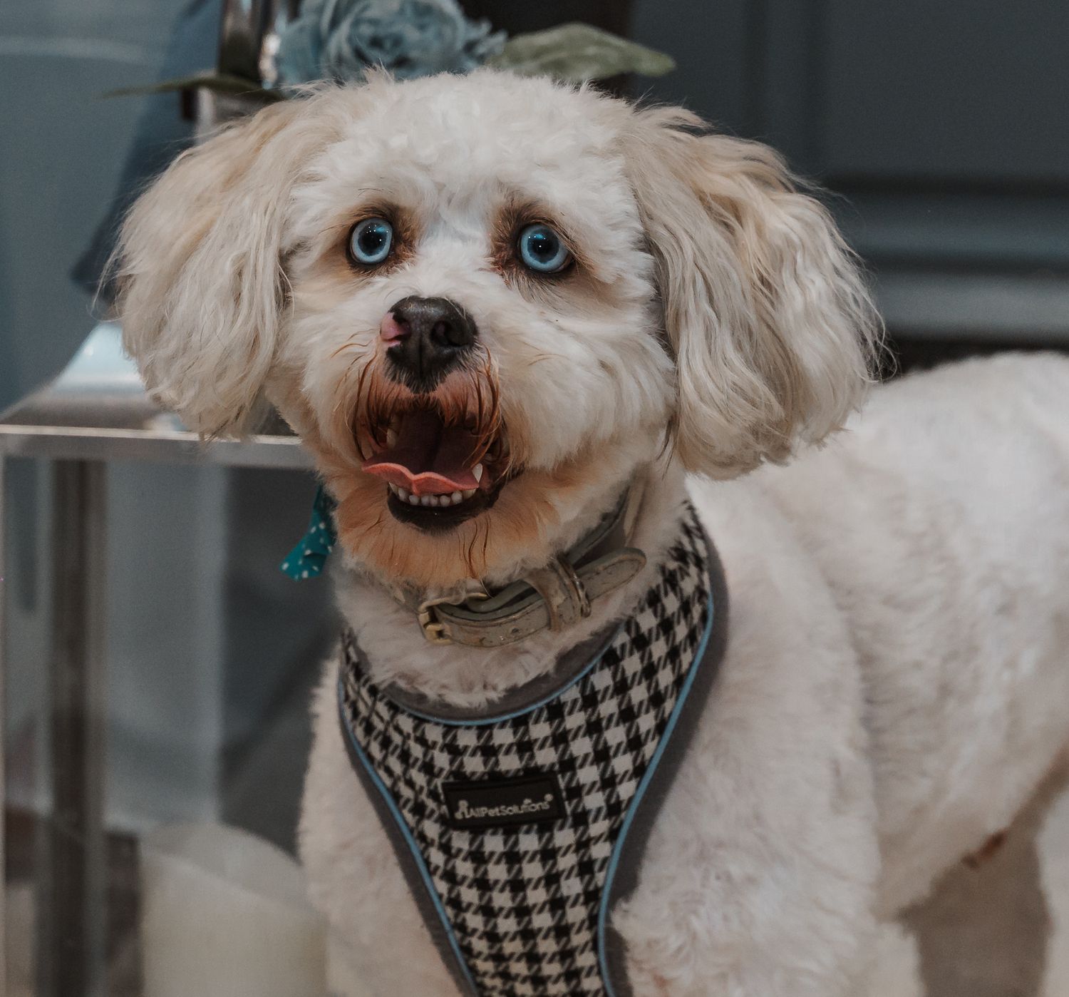 Bride and grooms dog during the ceremony at the Gardeners country inn, captured by a candid East Yorkshire wedding Photographer