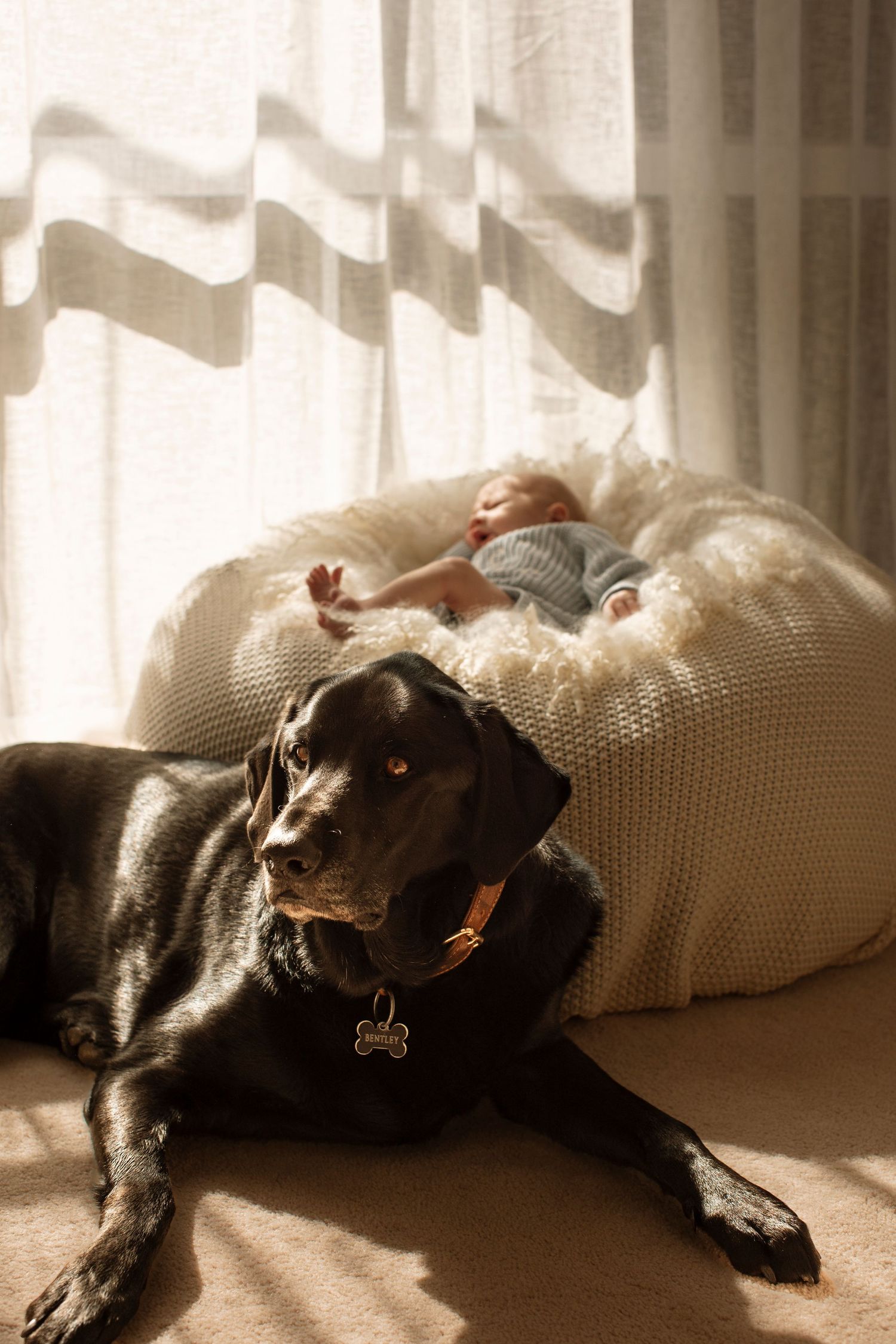 Black dog lying down on wooden floor in soft natural light from window.