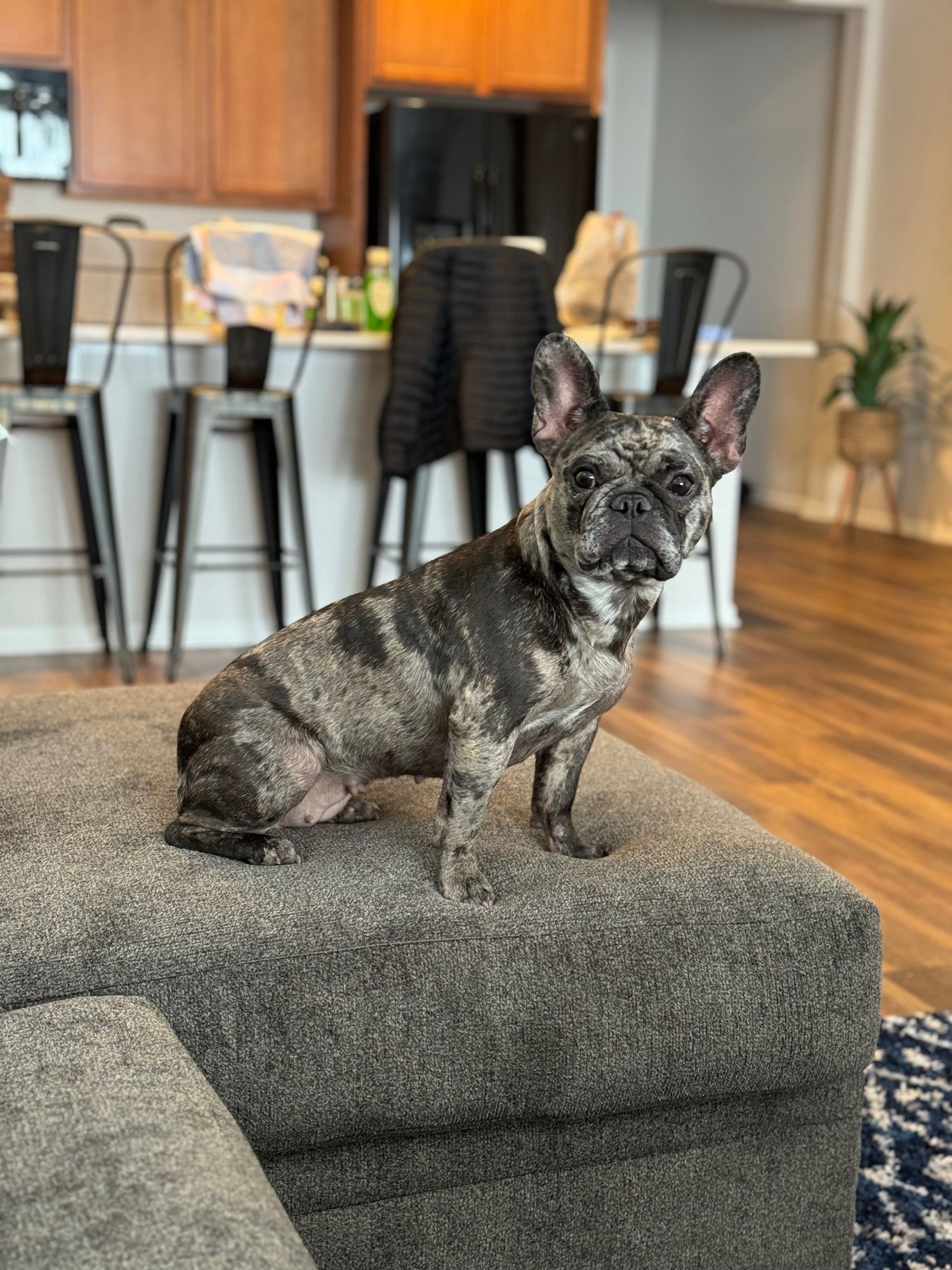 French bulldog sitting attentively on grey couch in modern kitchen setting.