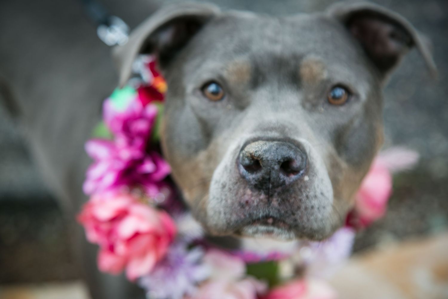 Gray pitbull wearing pink and purple flower crown looks directly at camera.