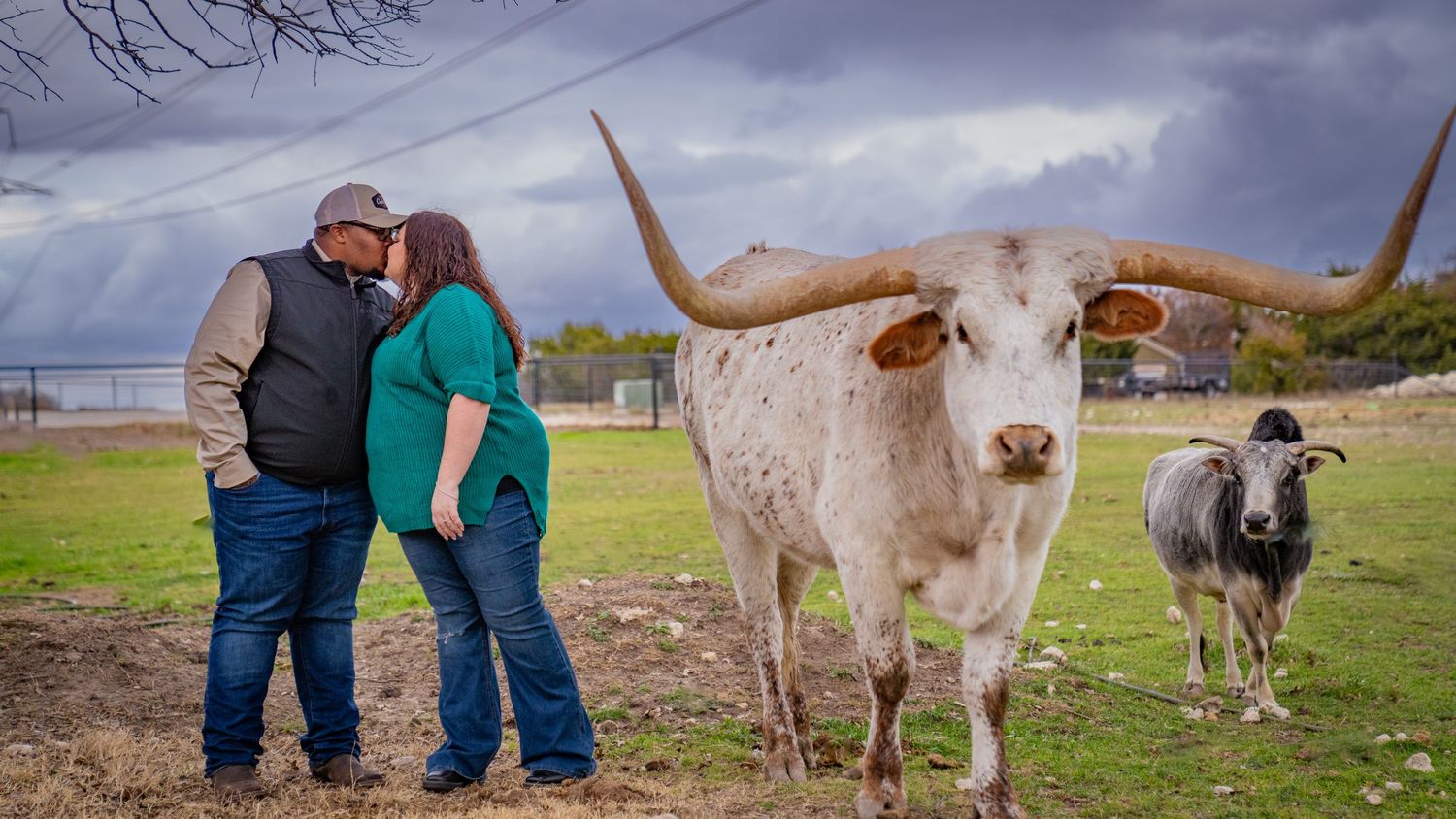 A magnificent longhorn steer standing in a field with dramatic cloudy sky.
