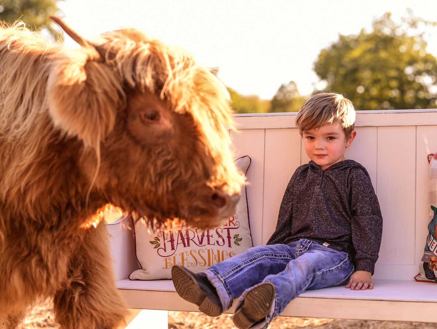 A Highland cow approaches a small child sitting on a white bench during golden hour.