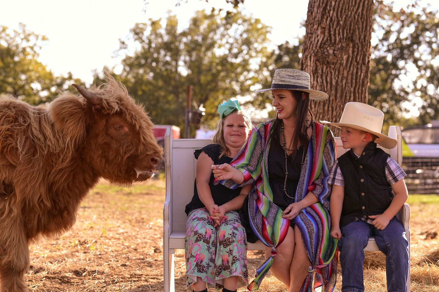 A Highland cow visits people sitting together outdoors during golden hour.