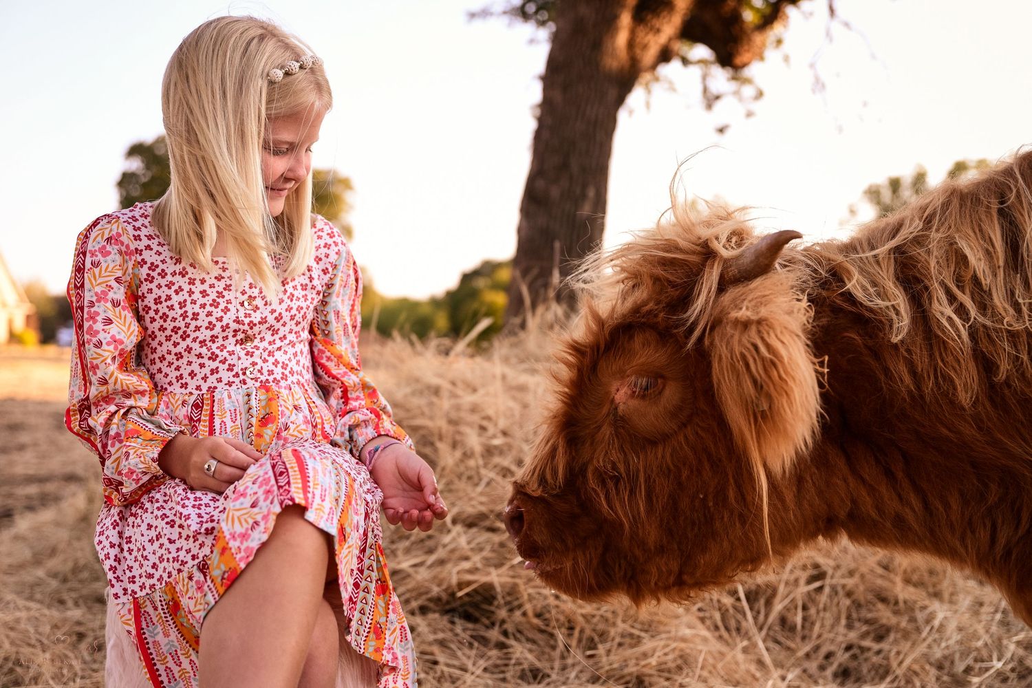 Young person in floral dress sitting near a highland cow during golden hour.