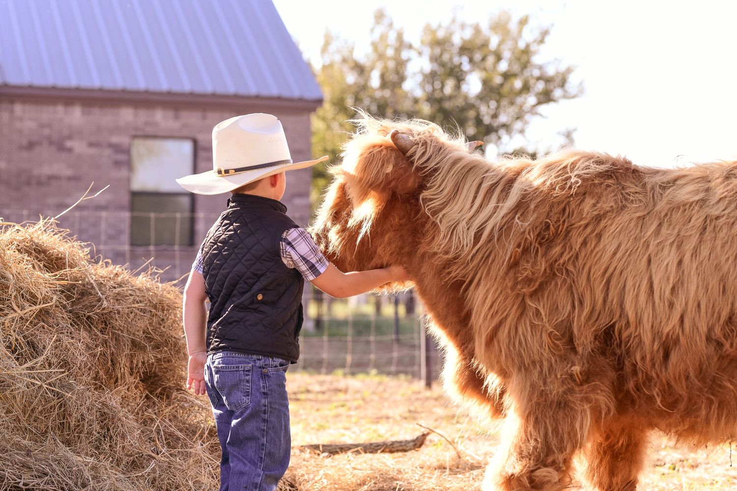 A child in western wear gazes at a shaggy Highland cow near hay bales on a farm.
