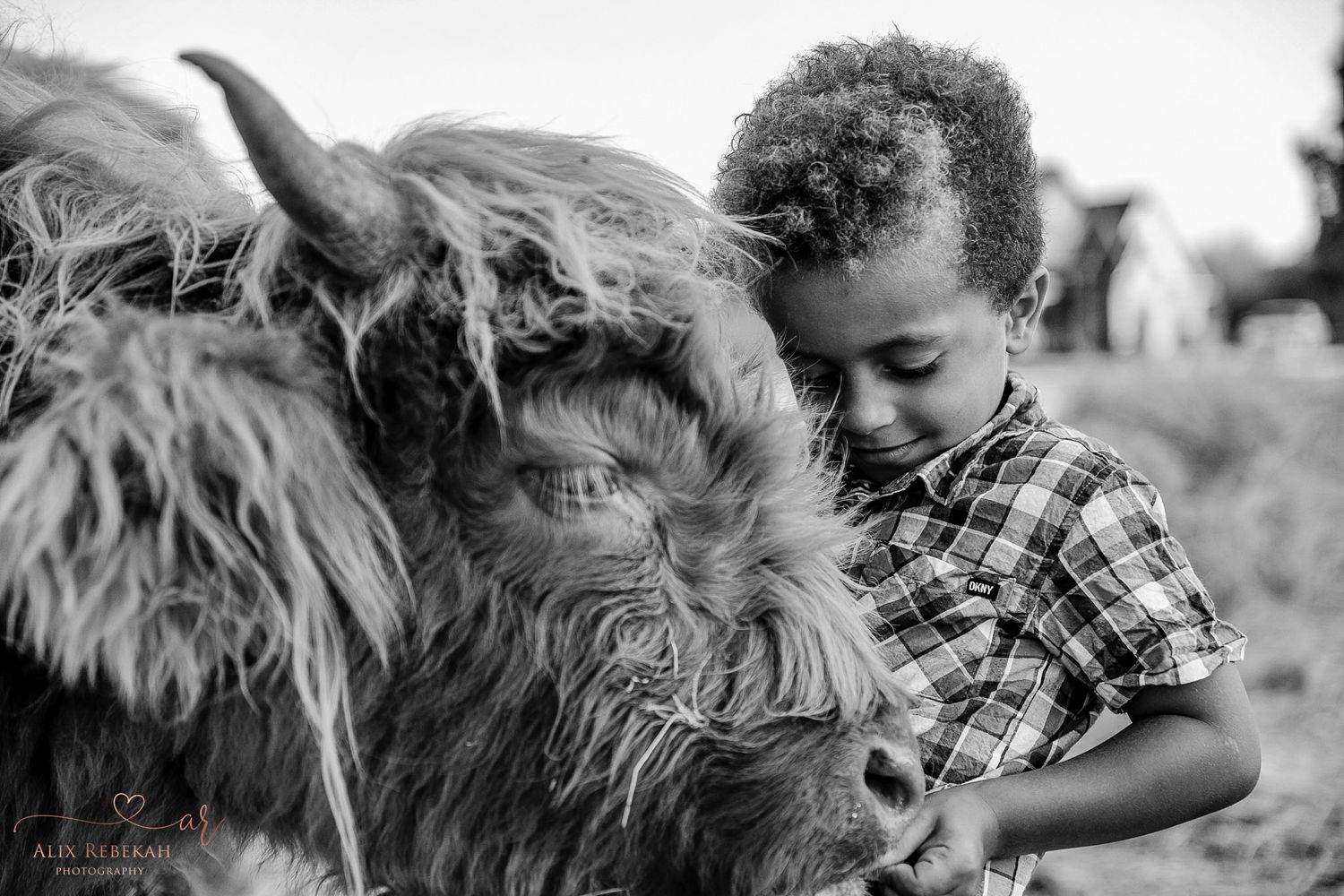 A touching black and white photograph of a child bonding with a large furry highland cow.