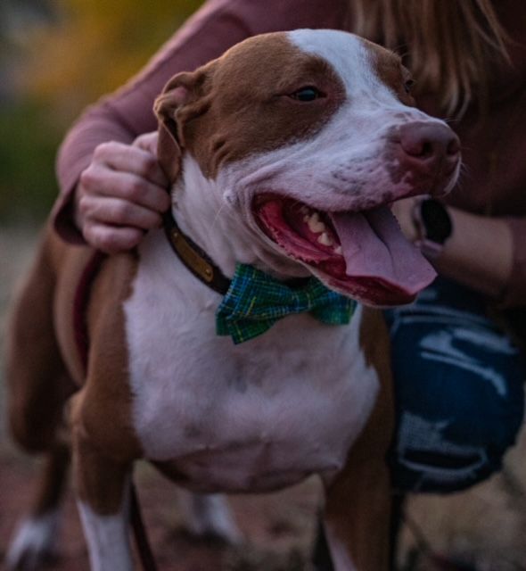 Happy brown and white pit bull wearing a green plaid bow tie smiles while being petted.