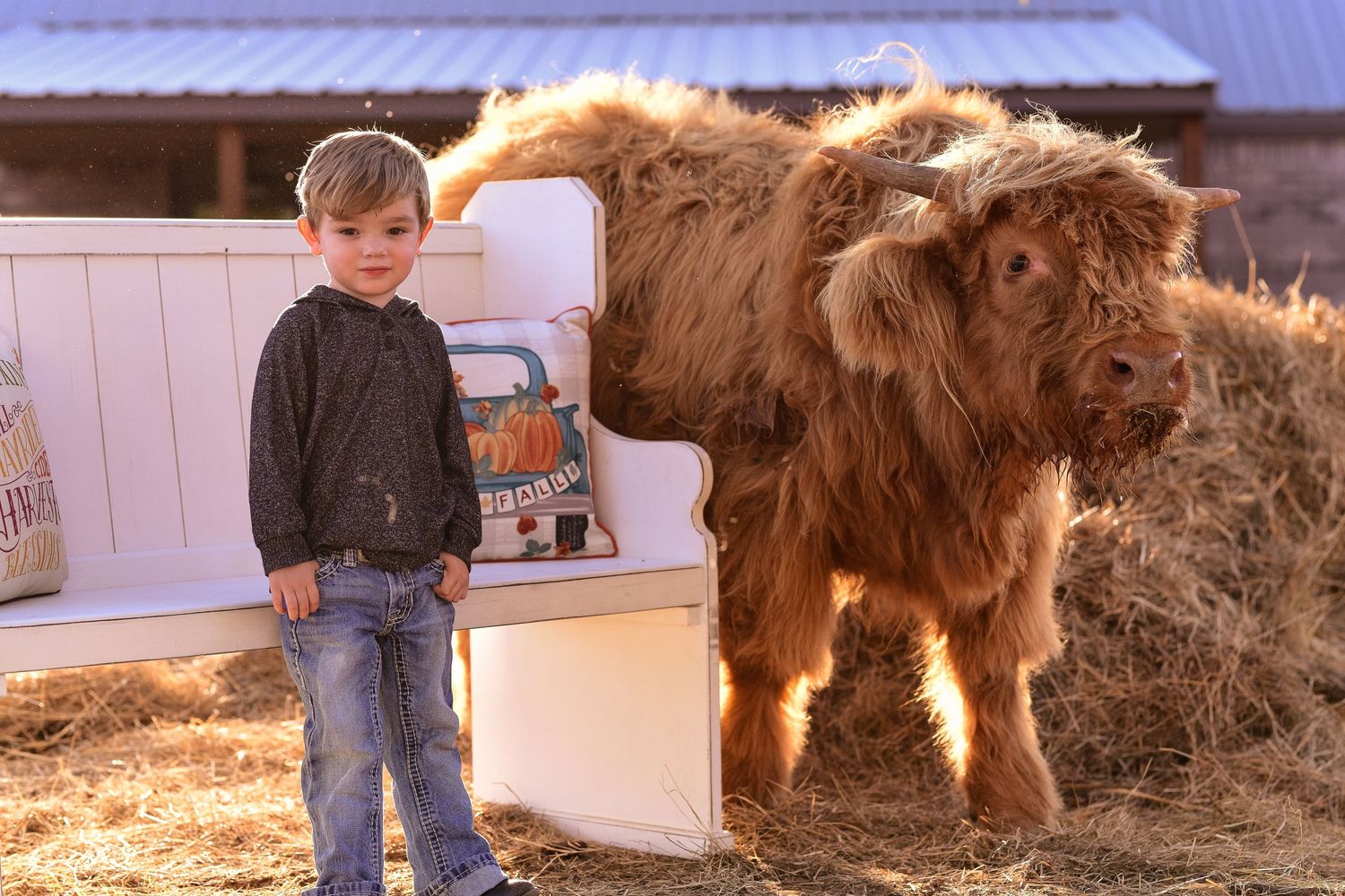 A young child stands next to a fluffy Highland cow in a barn setting with hay bales.